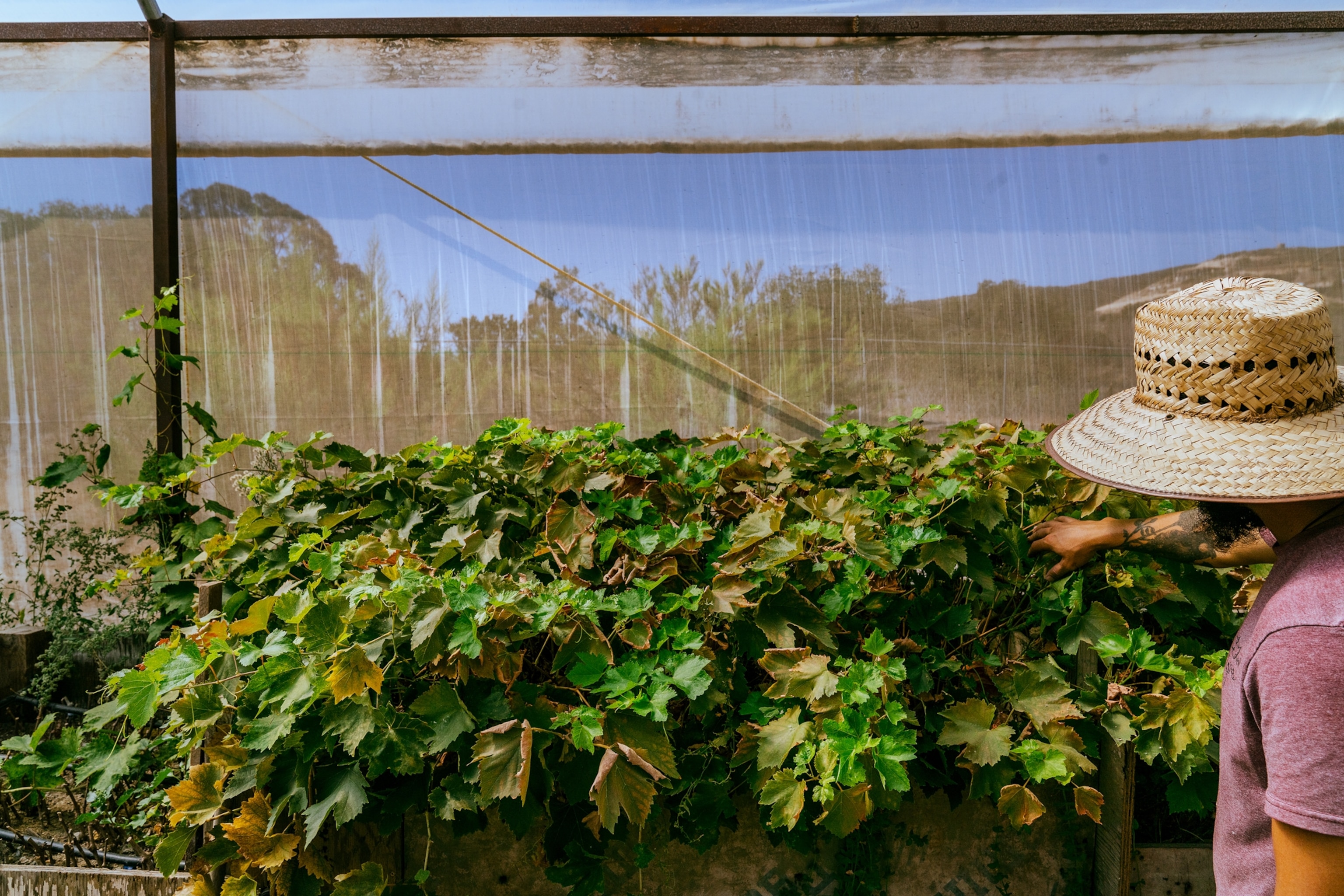Aldo Quesada shows off young grape plants of various varietals in a greenhouse