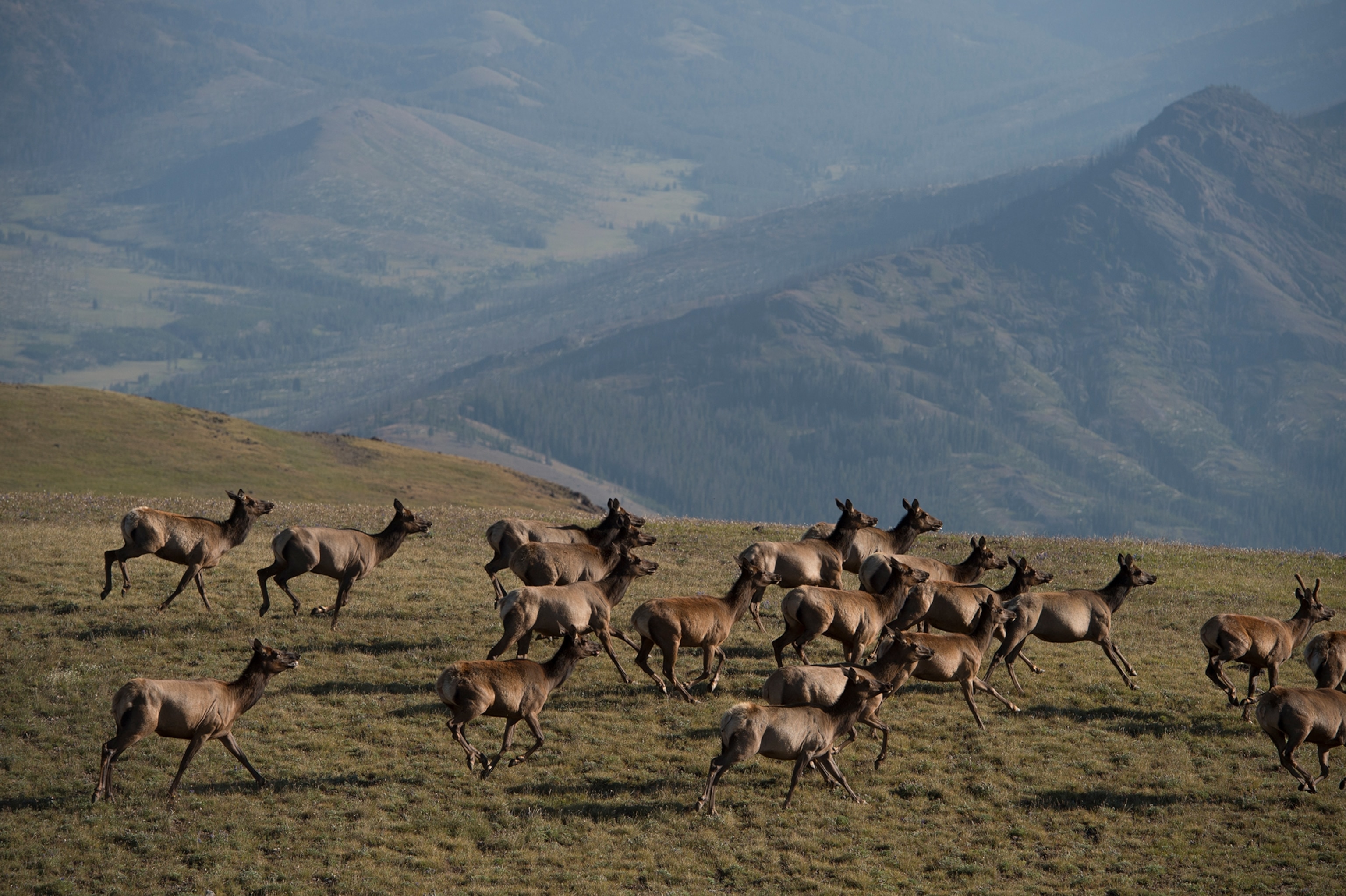 A herd of elk running though a field.