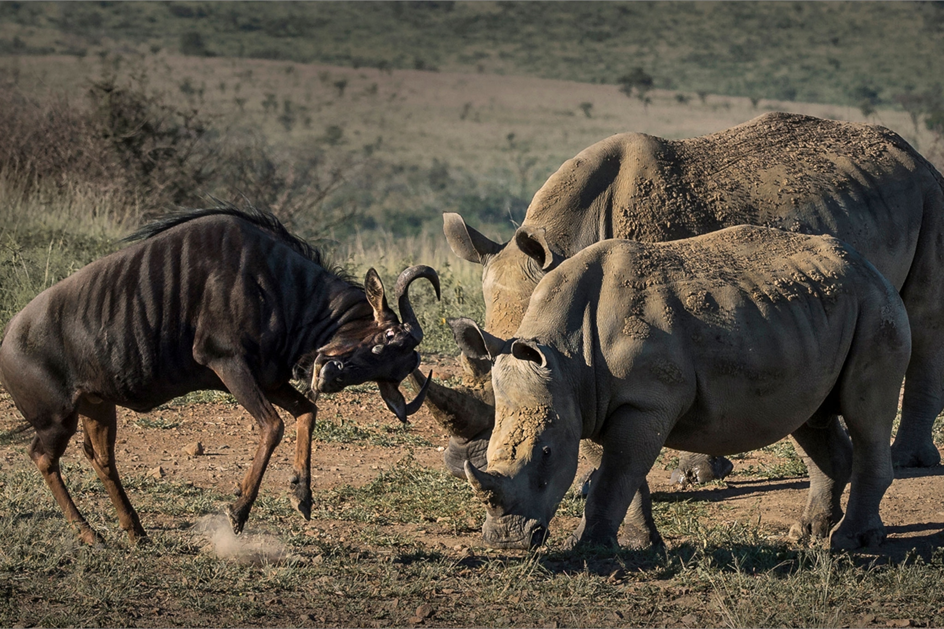 a rhino calf challenging a wildebeest