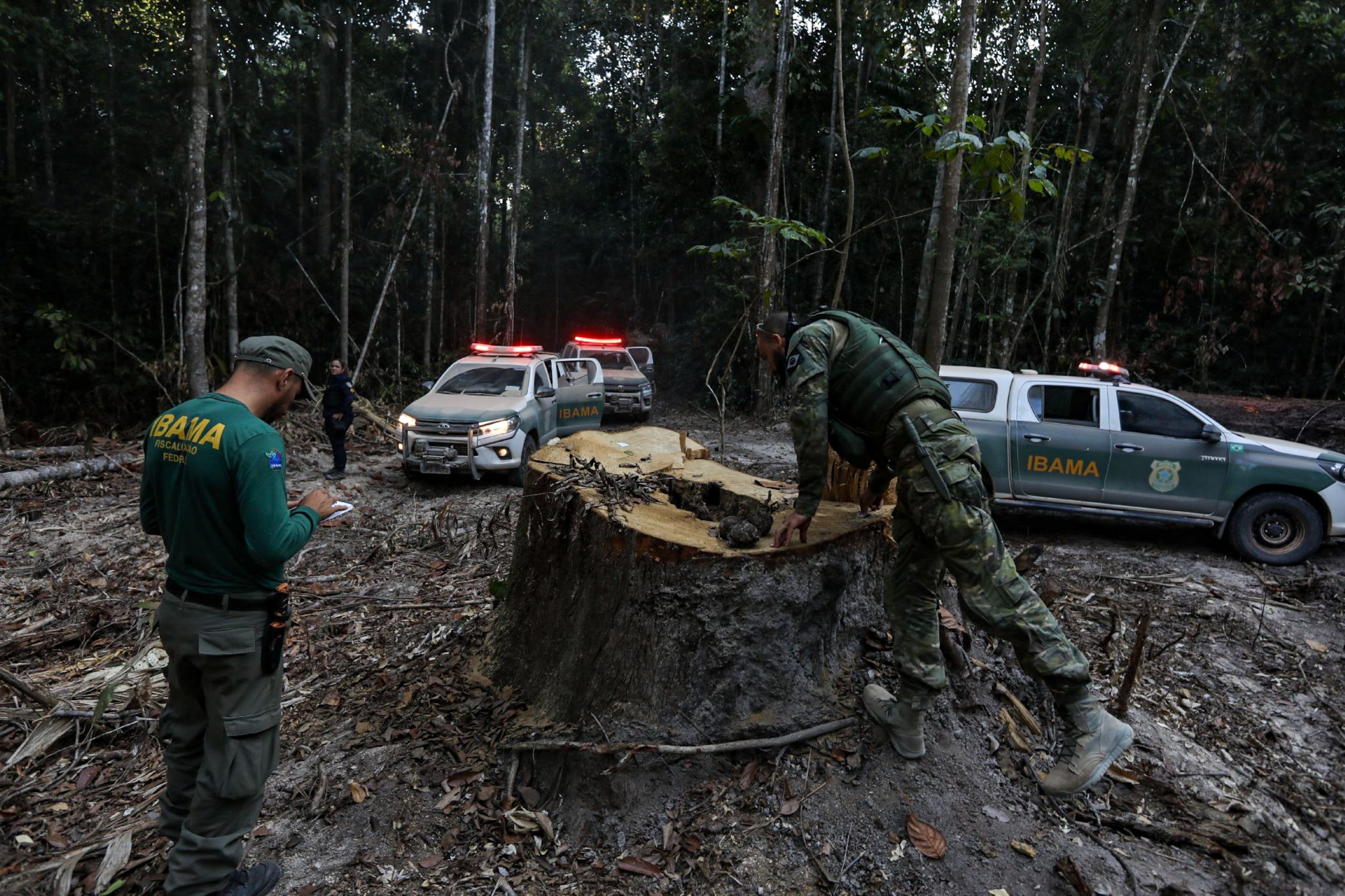 illegal logging in Brazil.