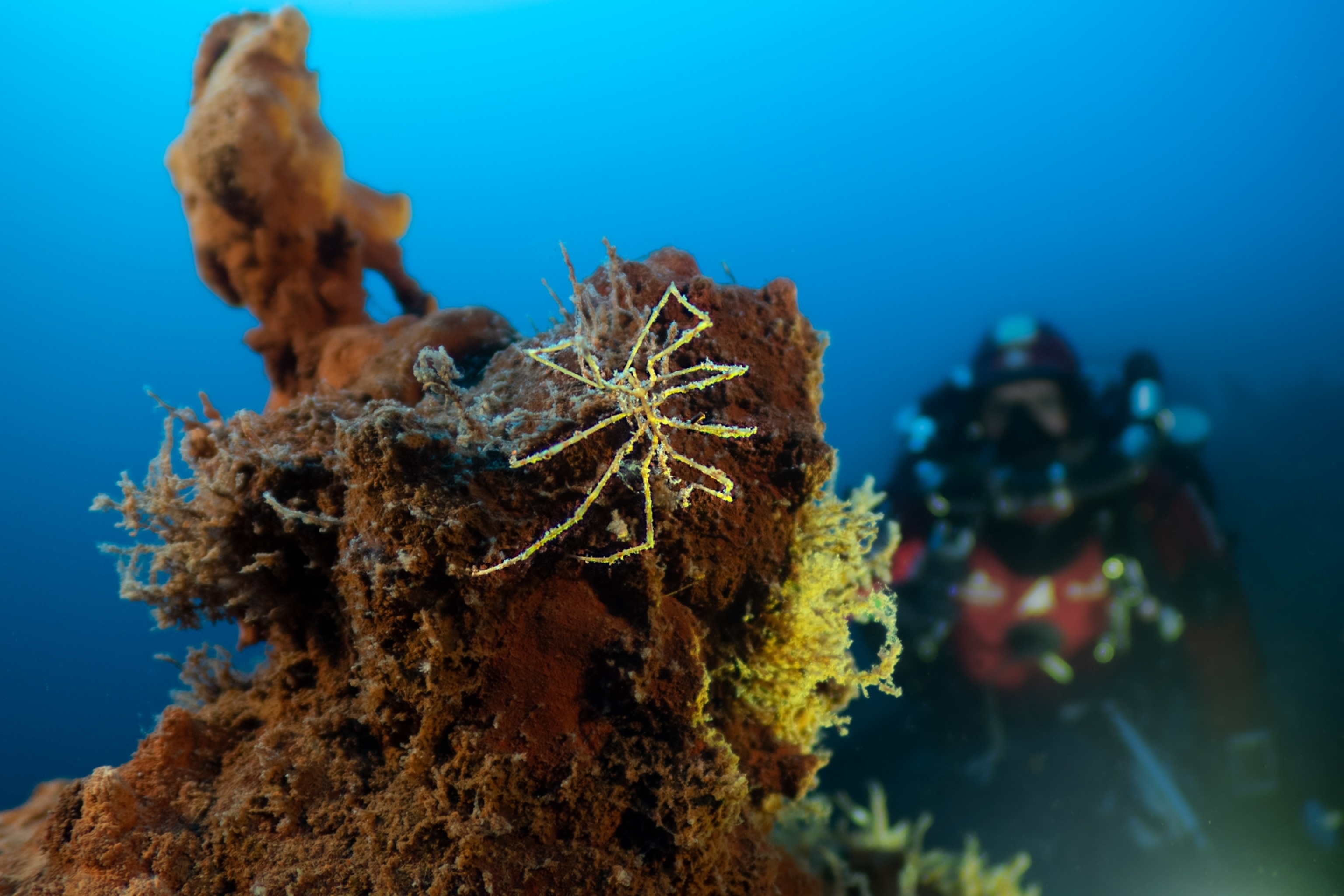 The yellow spider with long legs converge towards a body, which seems absent so much it is reduced to the extreme.