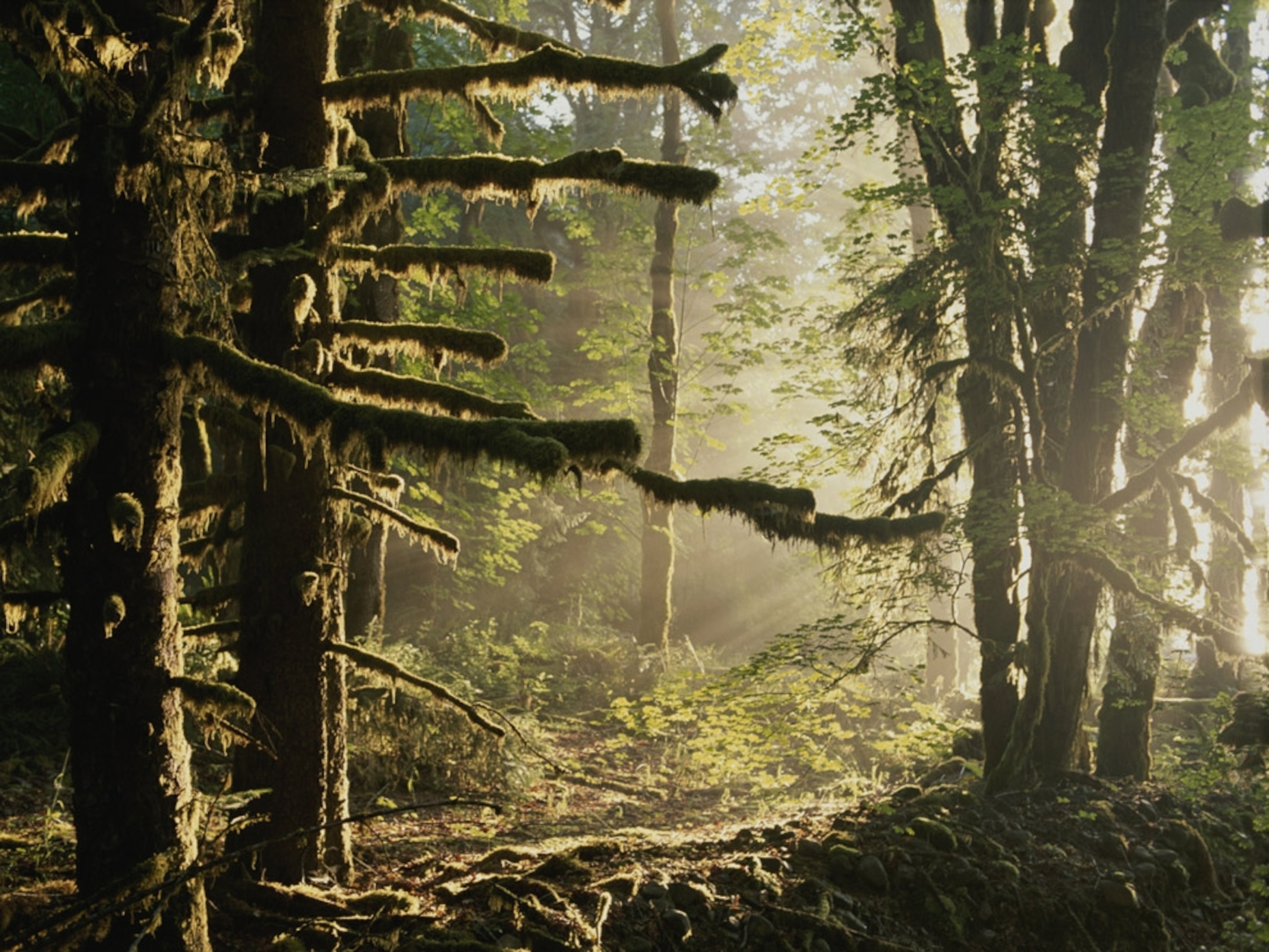 Sunlight bathes moss-covered Sitka spruce trees in a golden light