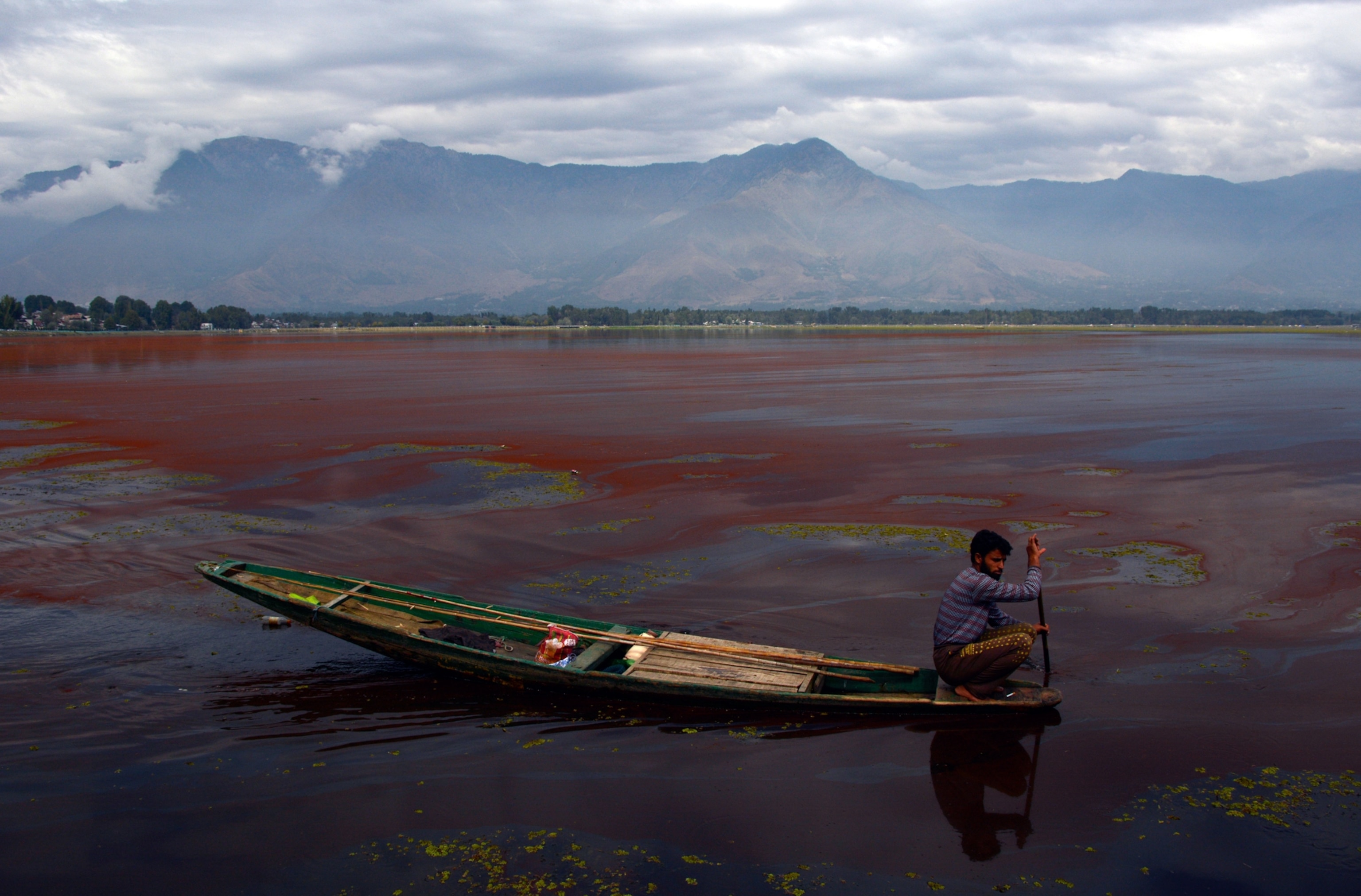 A Kashmiri boat man rows his boat in the thick mat of red algae