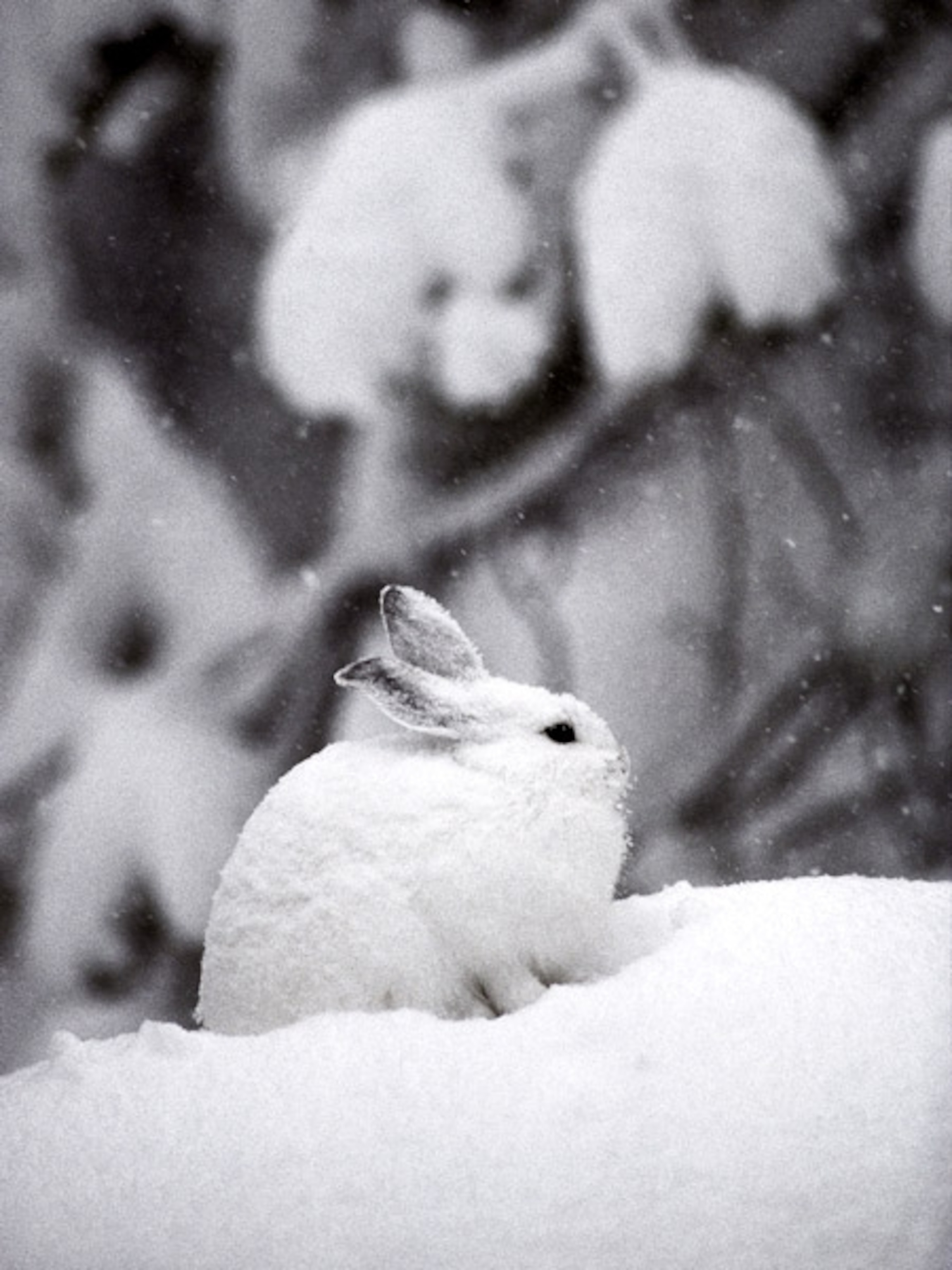 a snowshoe hare sitting in the snow