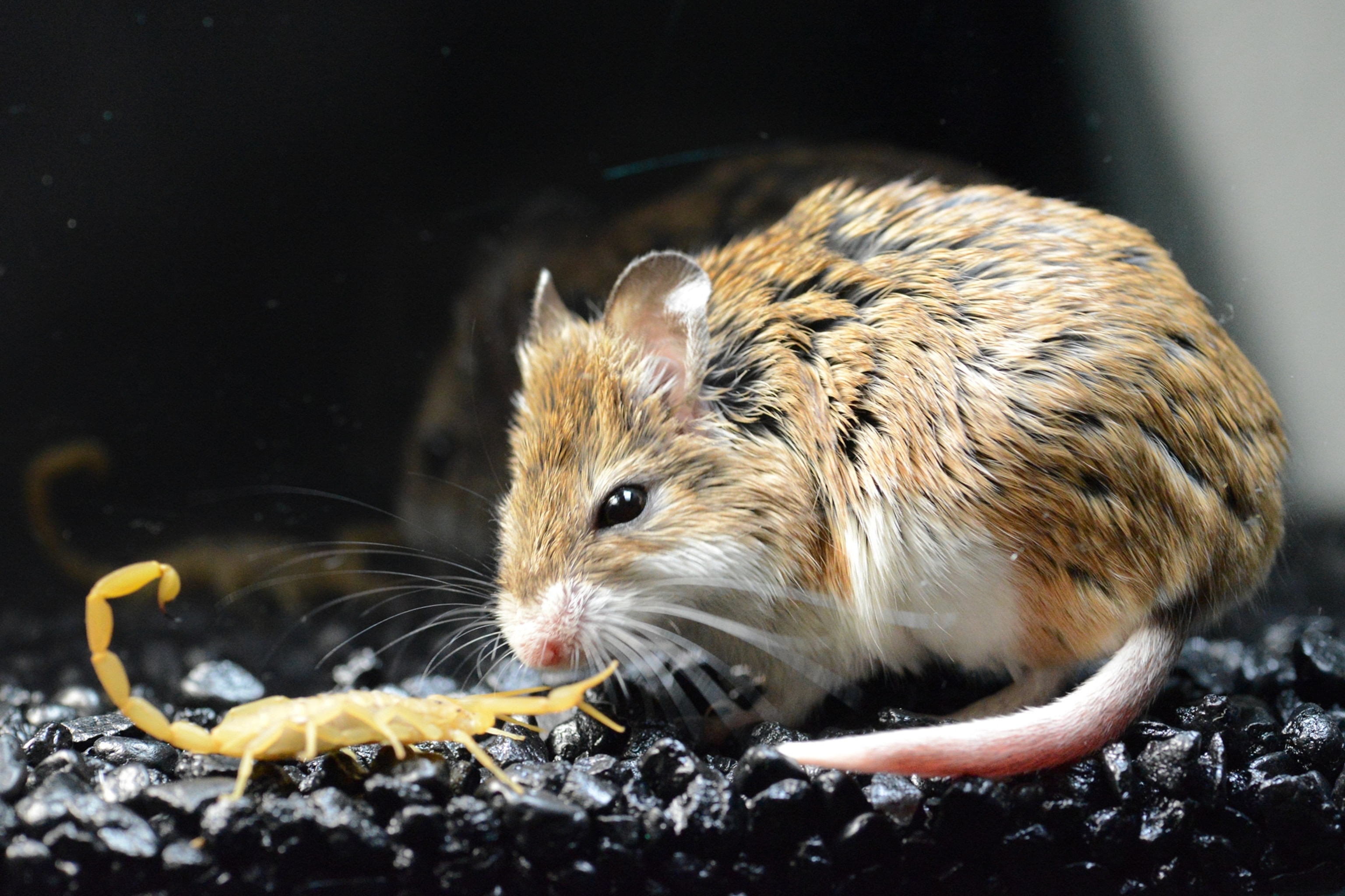 A southern grasshopper mouse approaches and prepares to attack an Arizona bark scorpion.