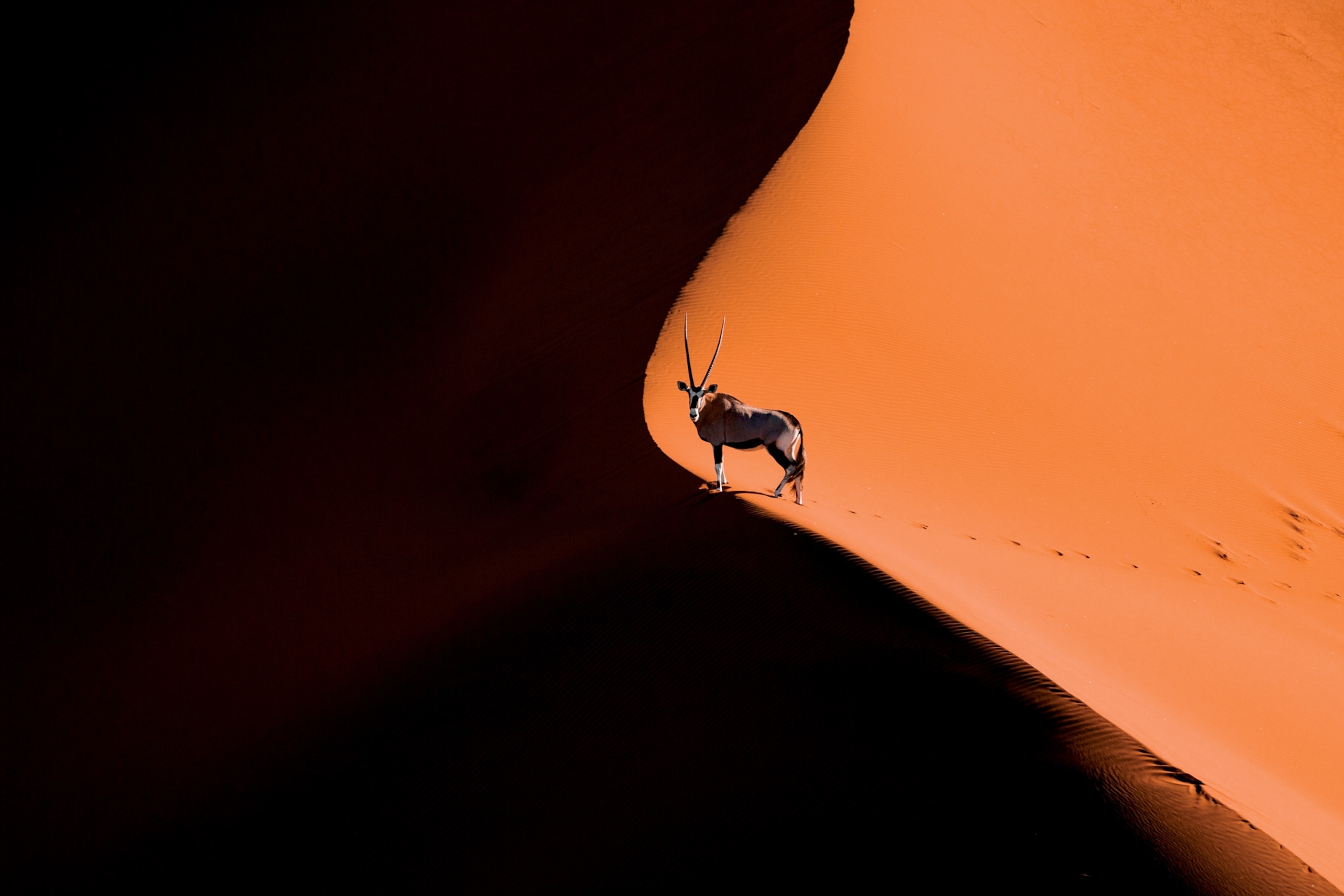 oryx in namibia, africa