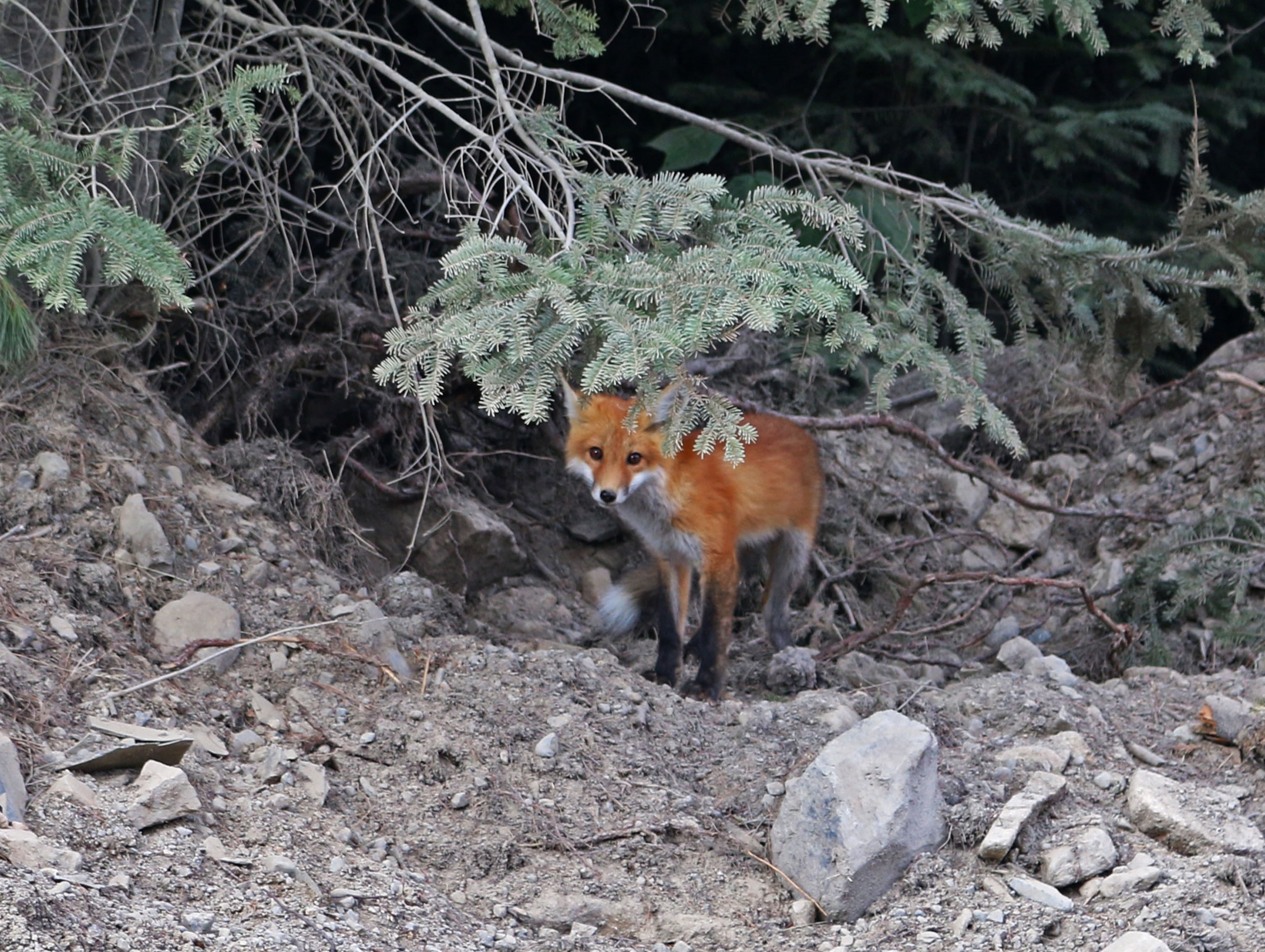 a fox on a logging road in Maine