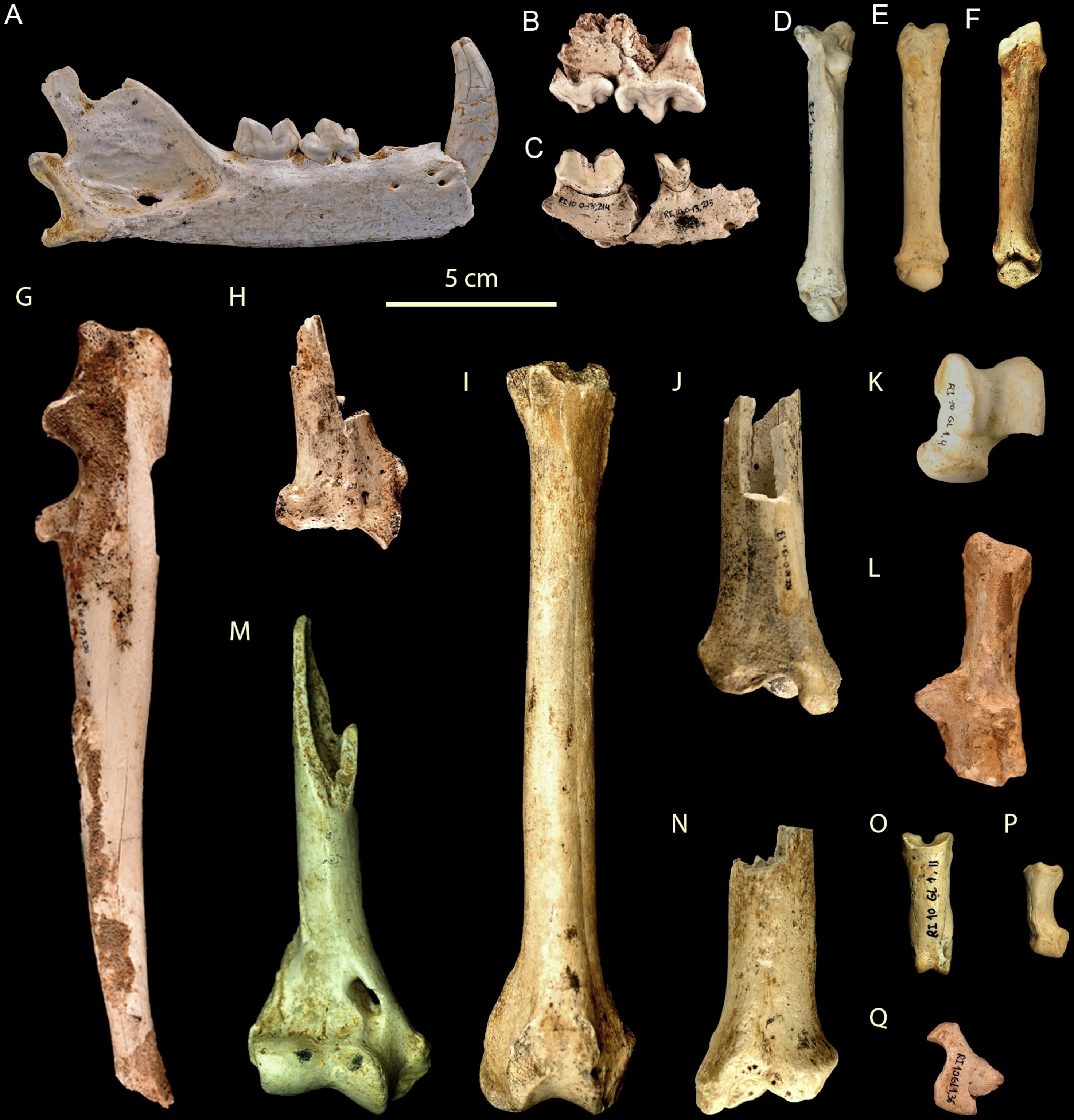 Leopard bones found in Los Rincones. From Sauqué et al., 2014.