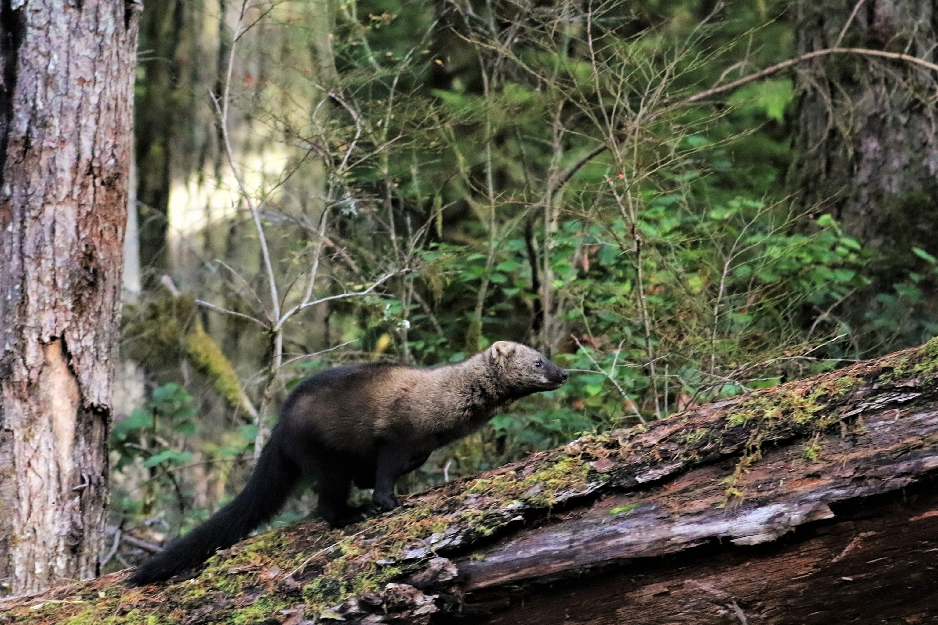 a fisher running up a branch