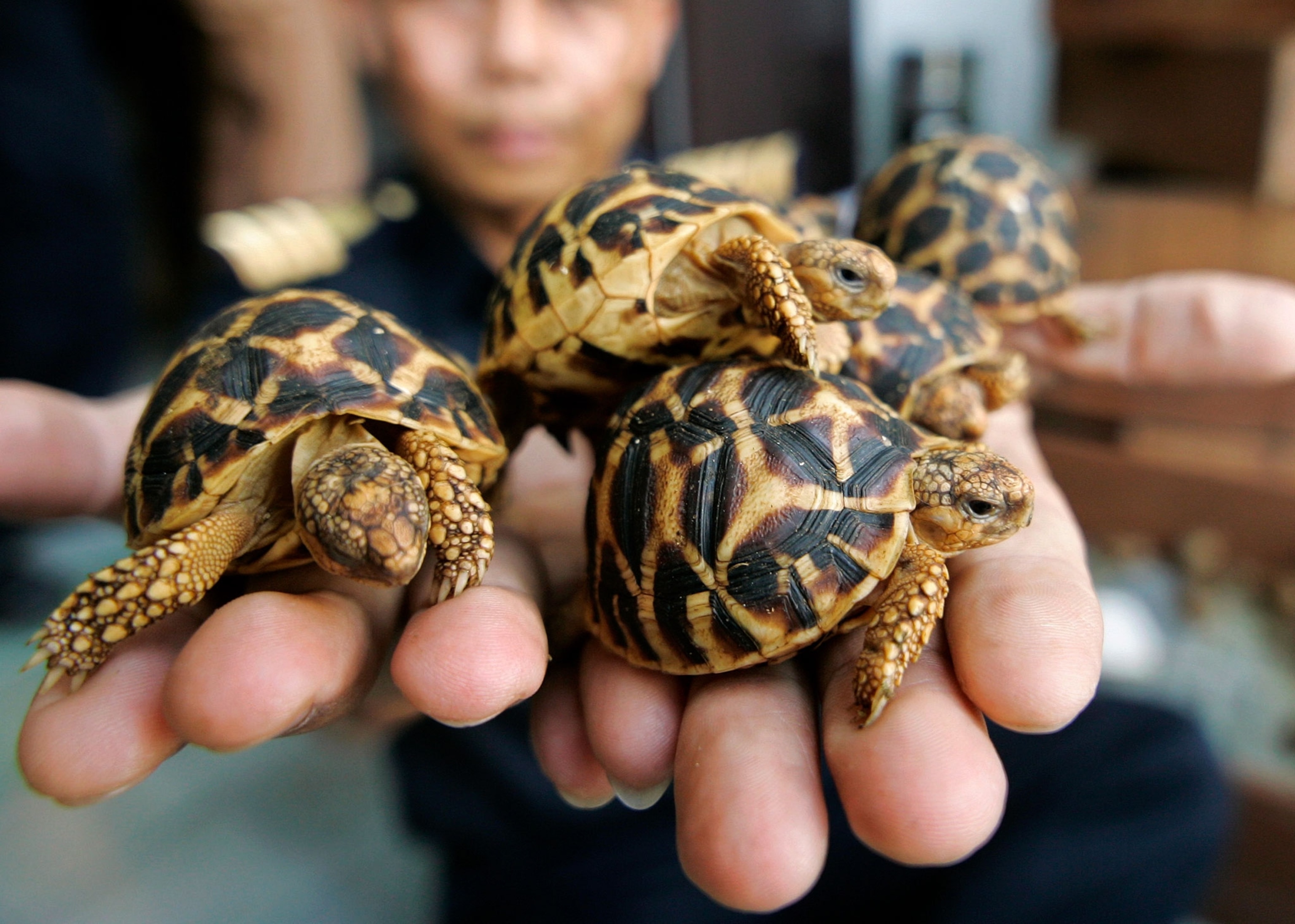 India star tortoise