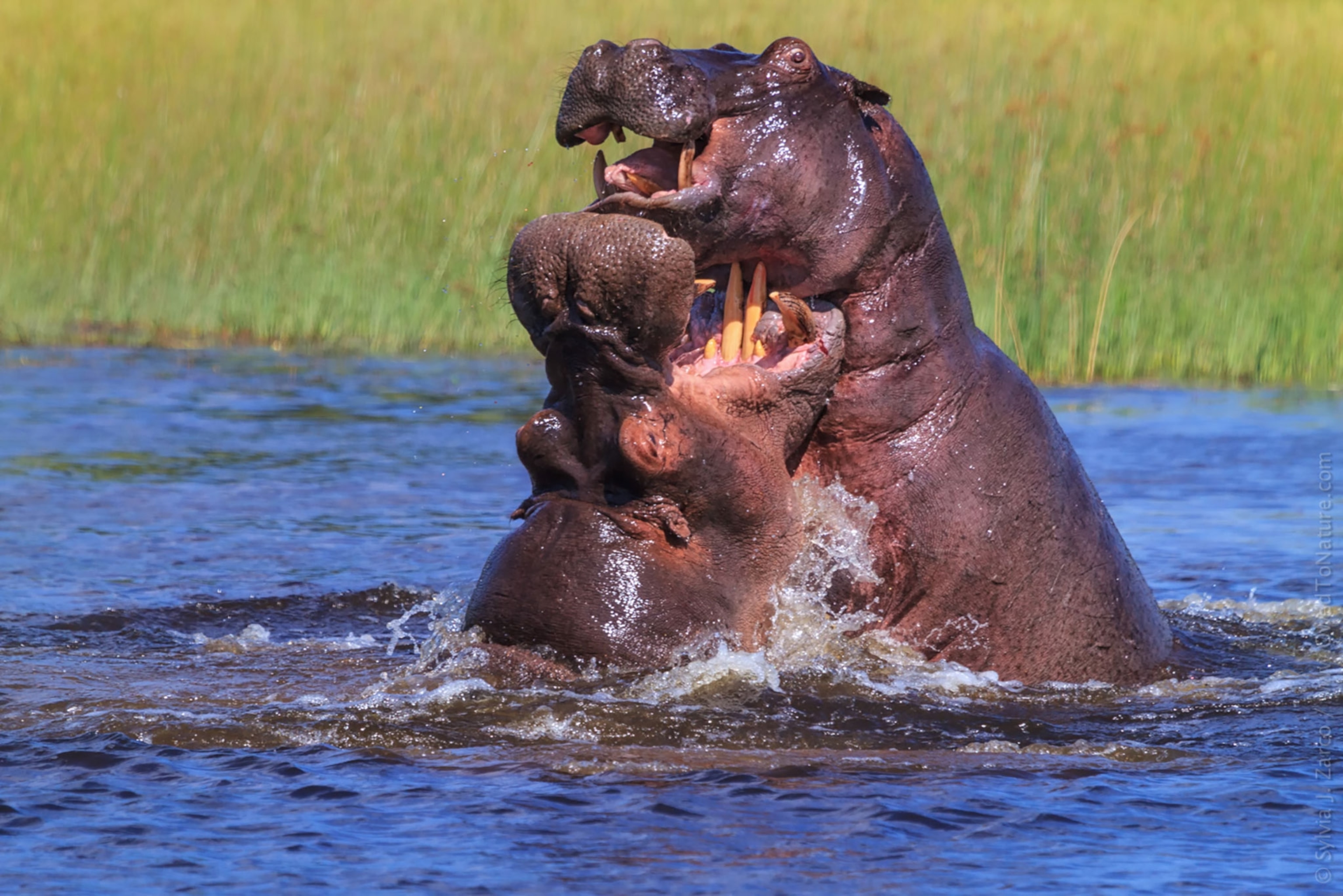 hippopotamuses