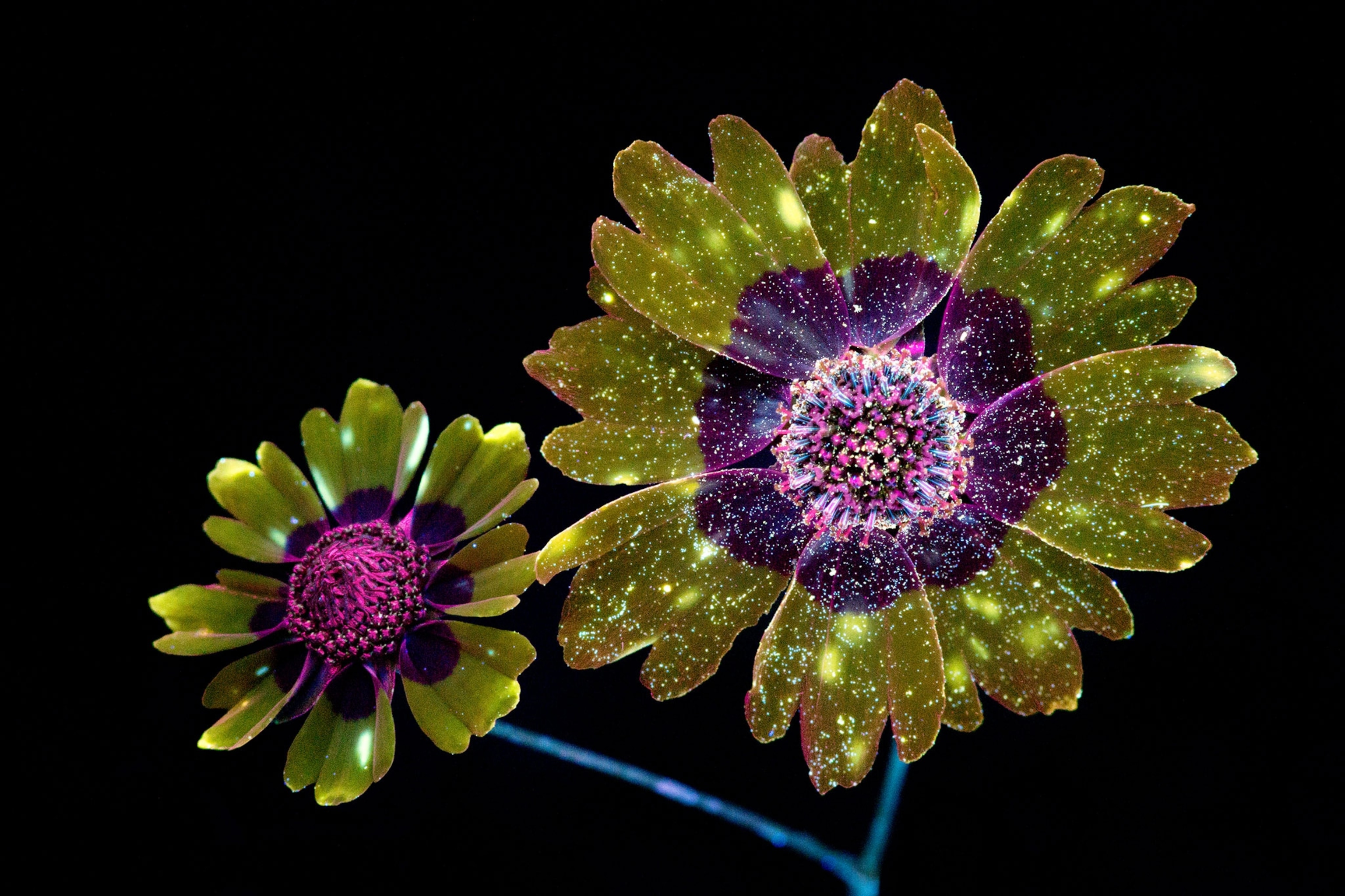 plains coreopsis pair
