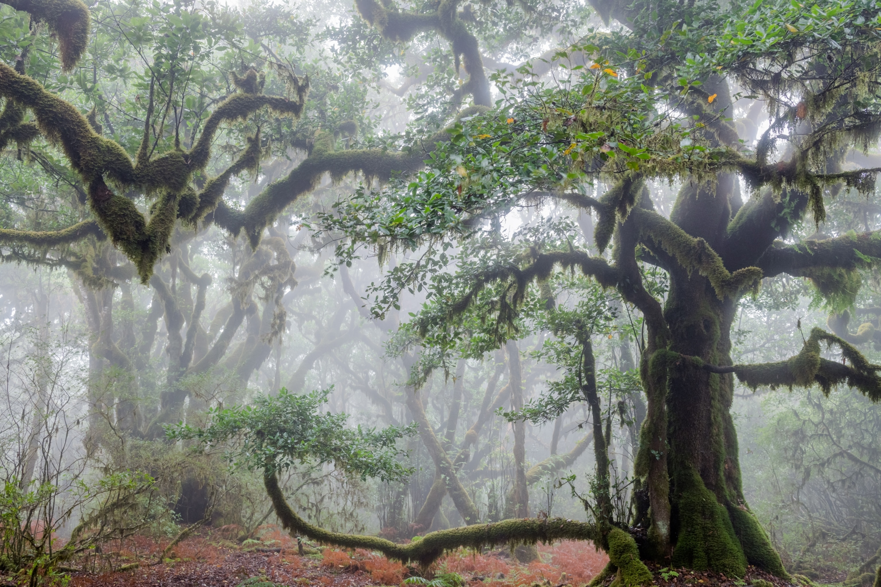 Picture of huge trees covered with moss on a foggy day.