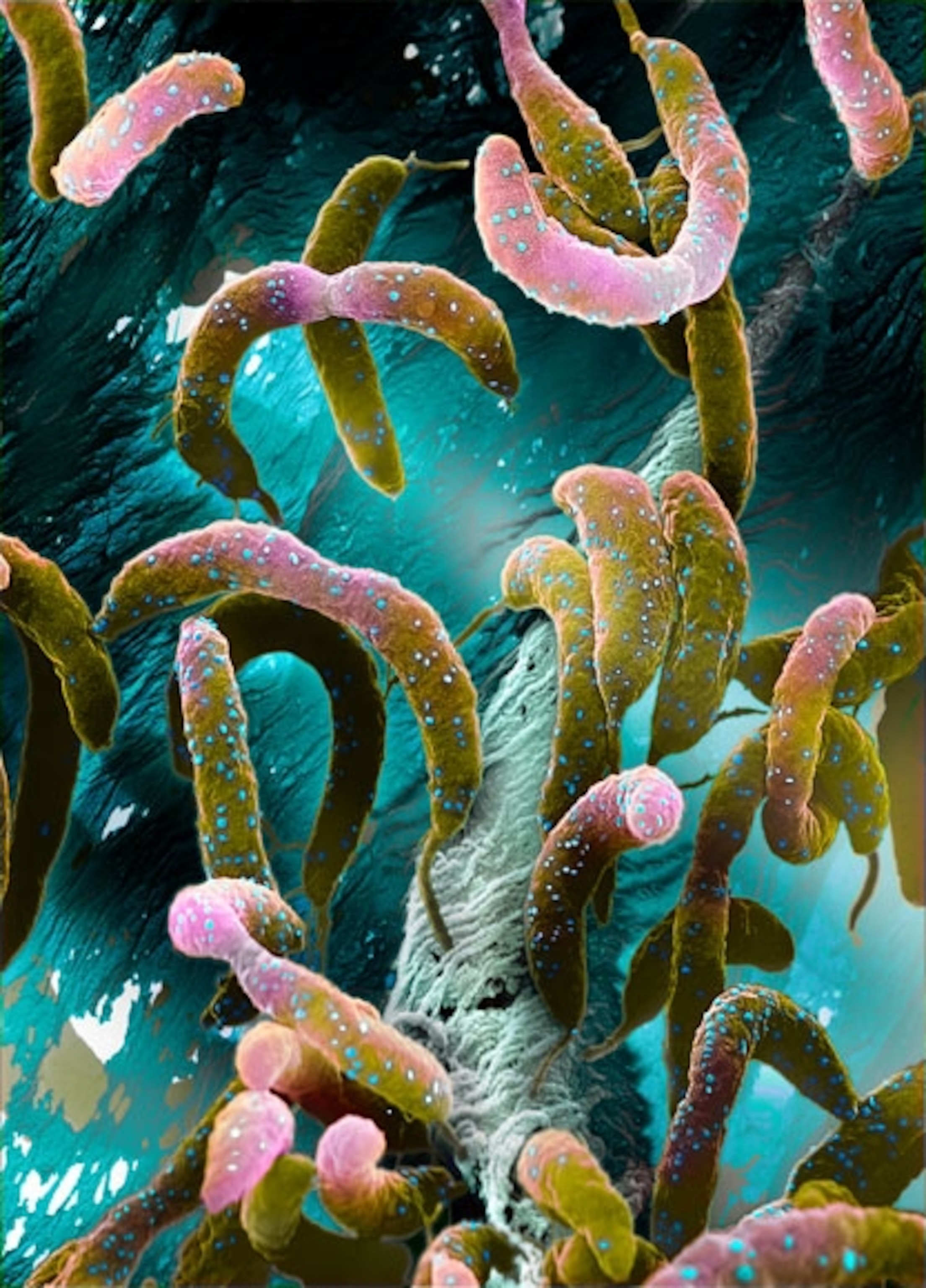 Photo:Caulobacter crescentusreproduces