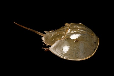 a horseshoe crab