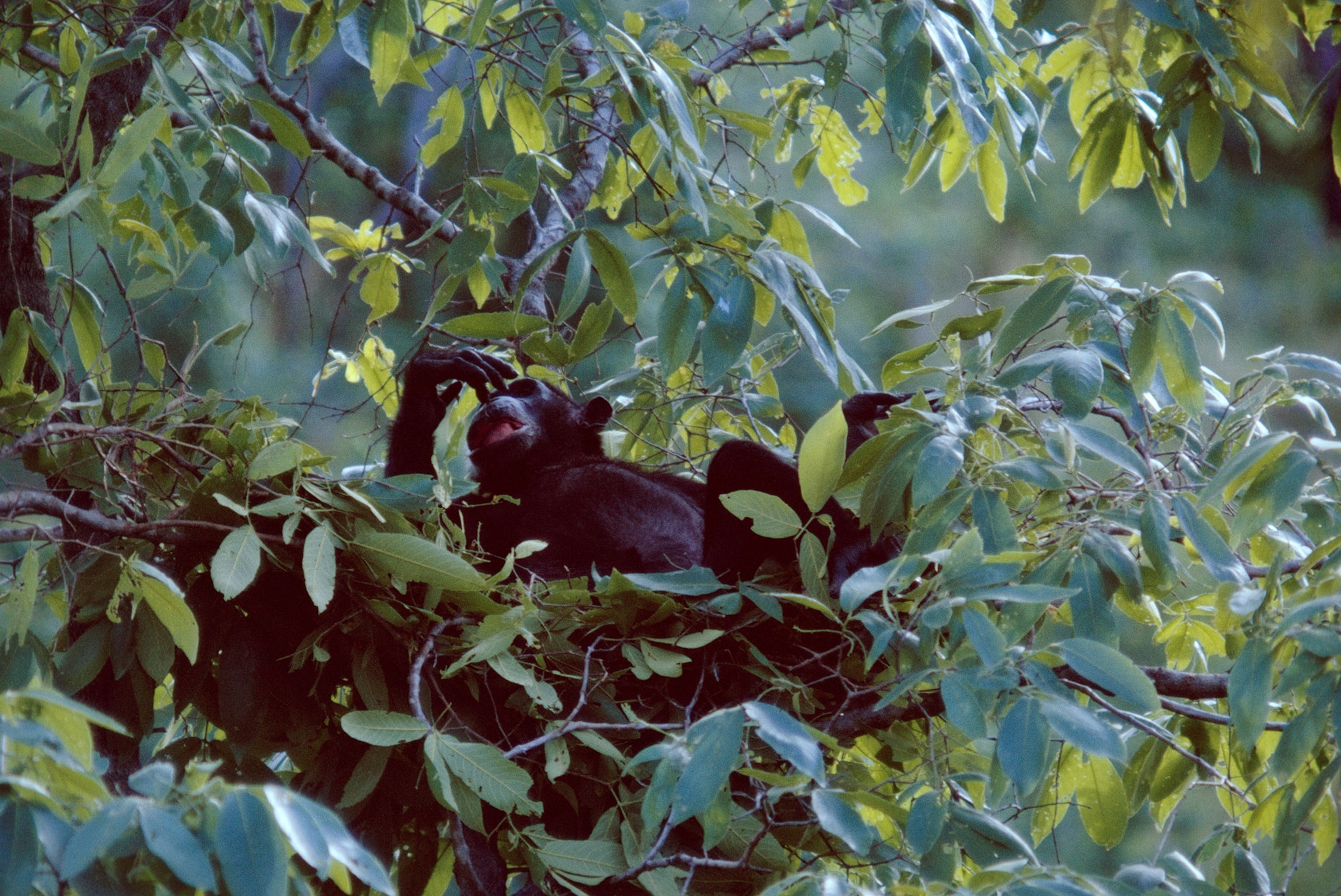 a chimpanzee in a tree