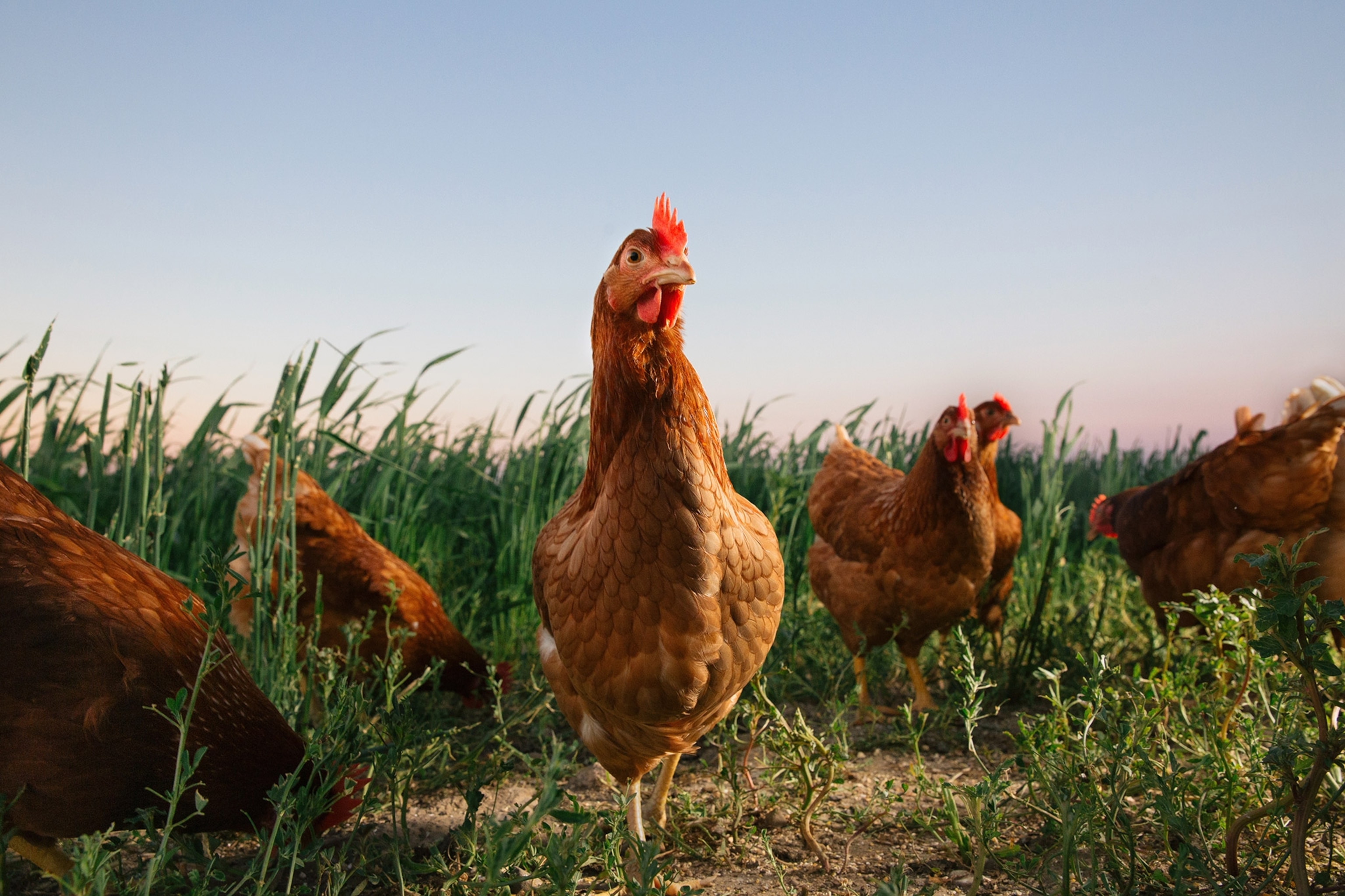 A close up view of hens exploring the pasture at sunset