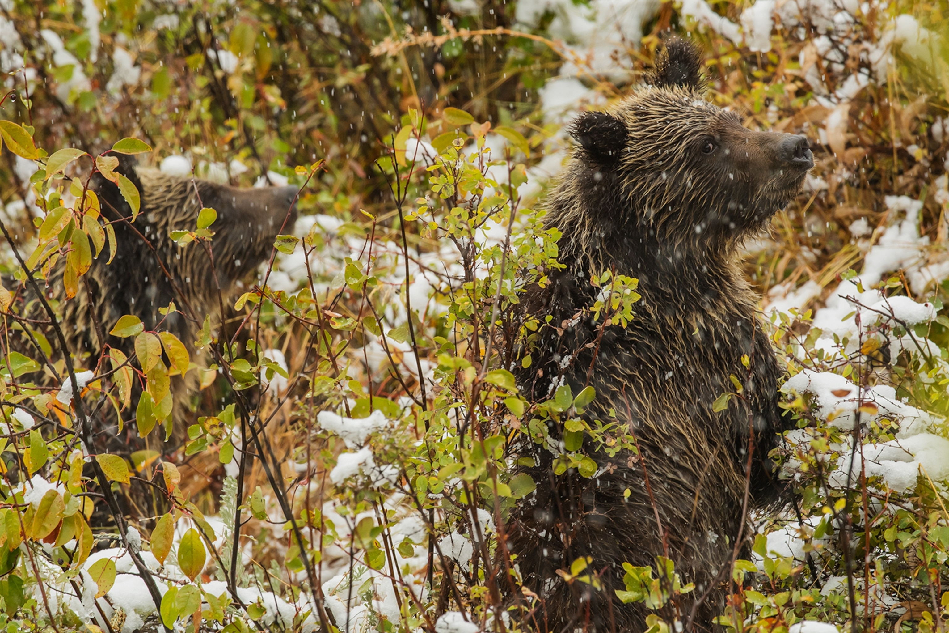 Two smaller bears with brown fur. 
