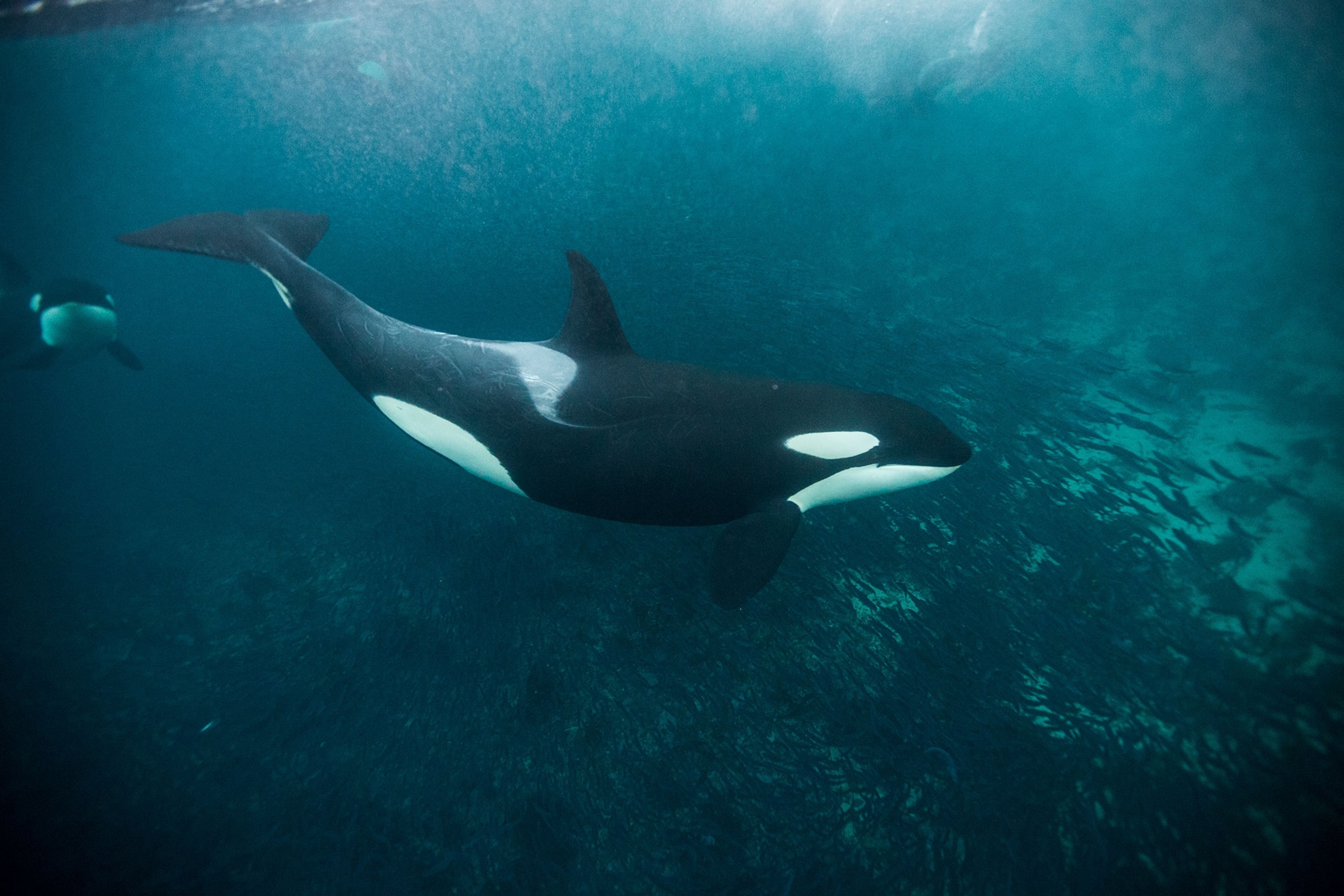 orca