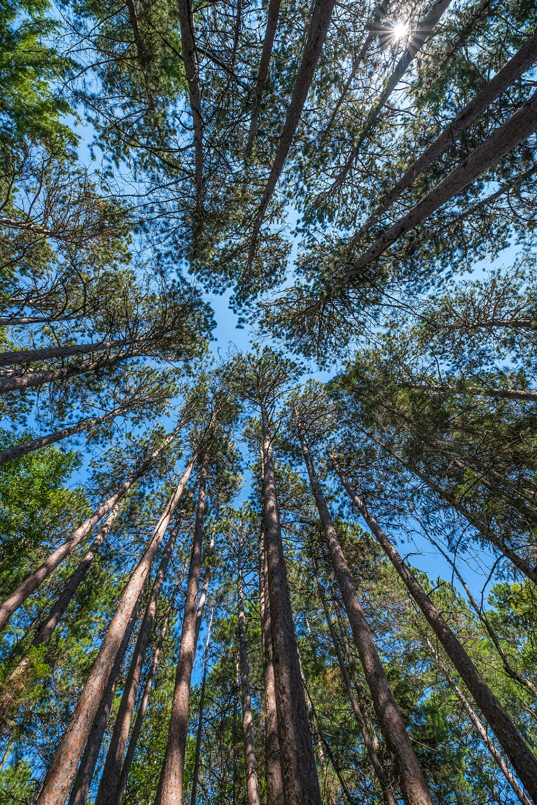 Picture of view of tree canopy from the ground.