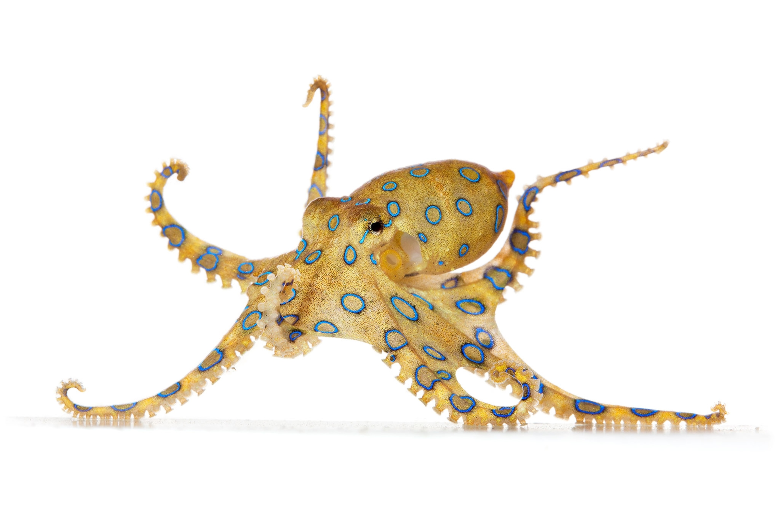 a blue ringed octopus