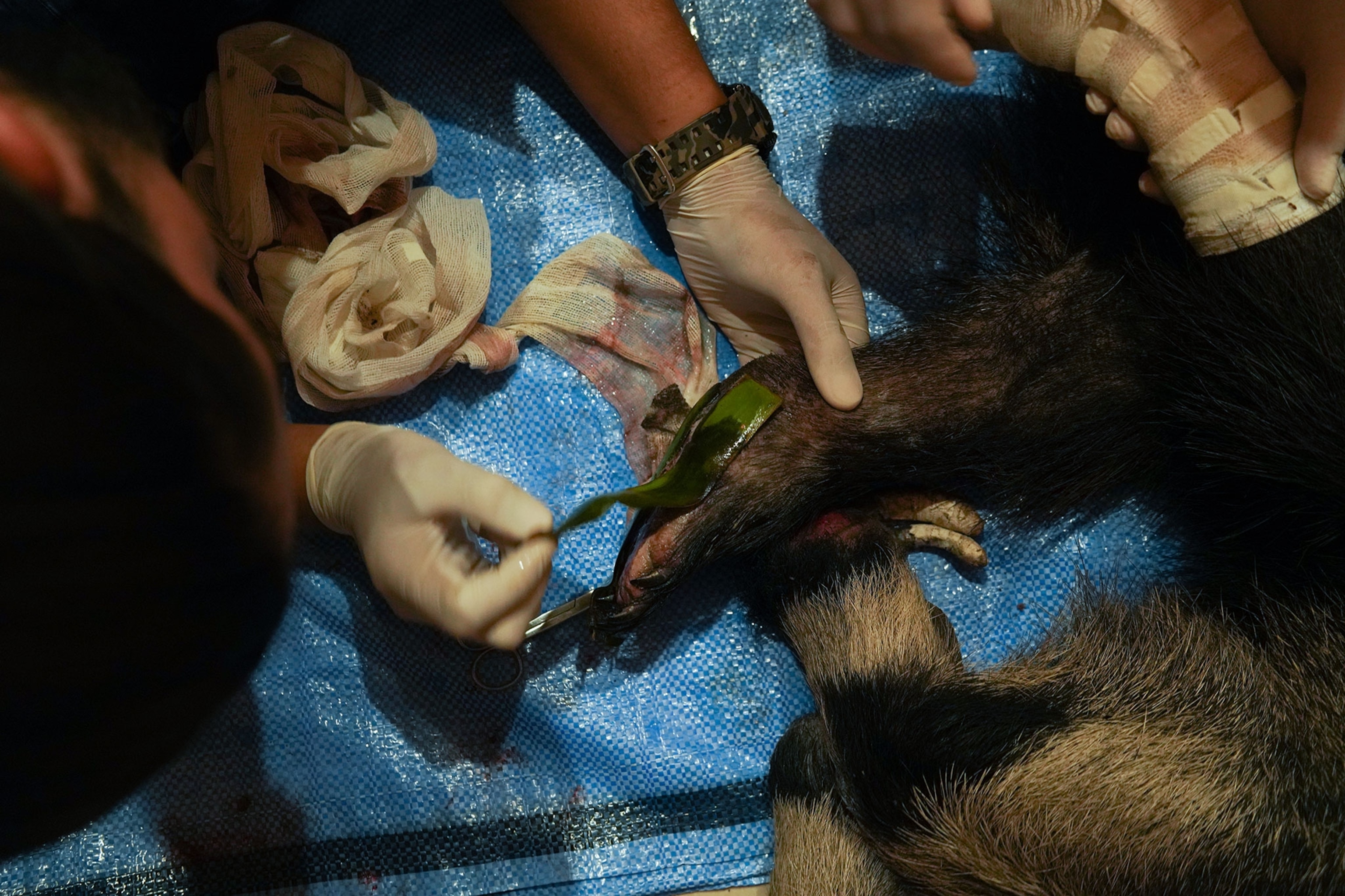 rescue team applying medication to an anteaters legs