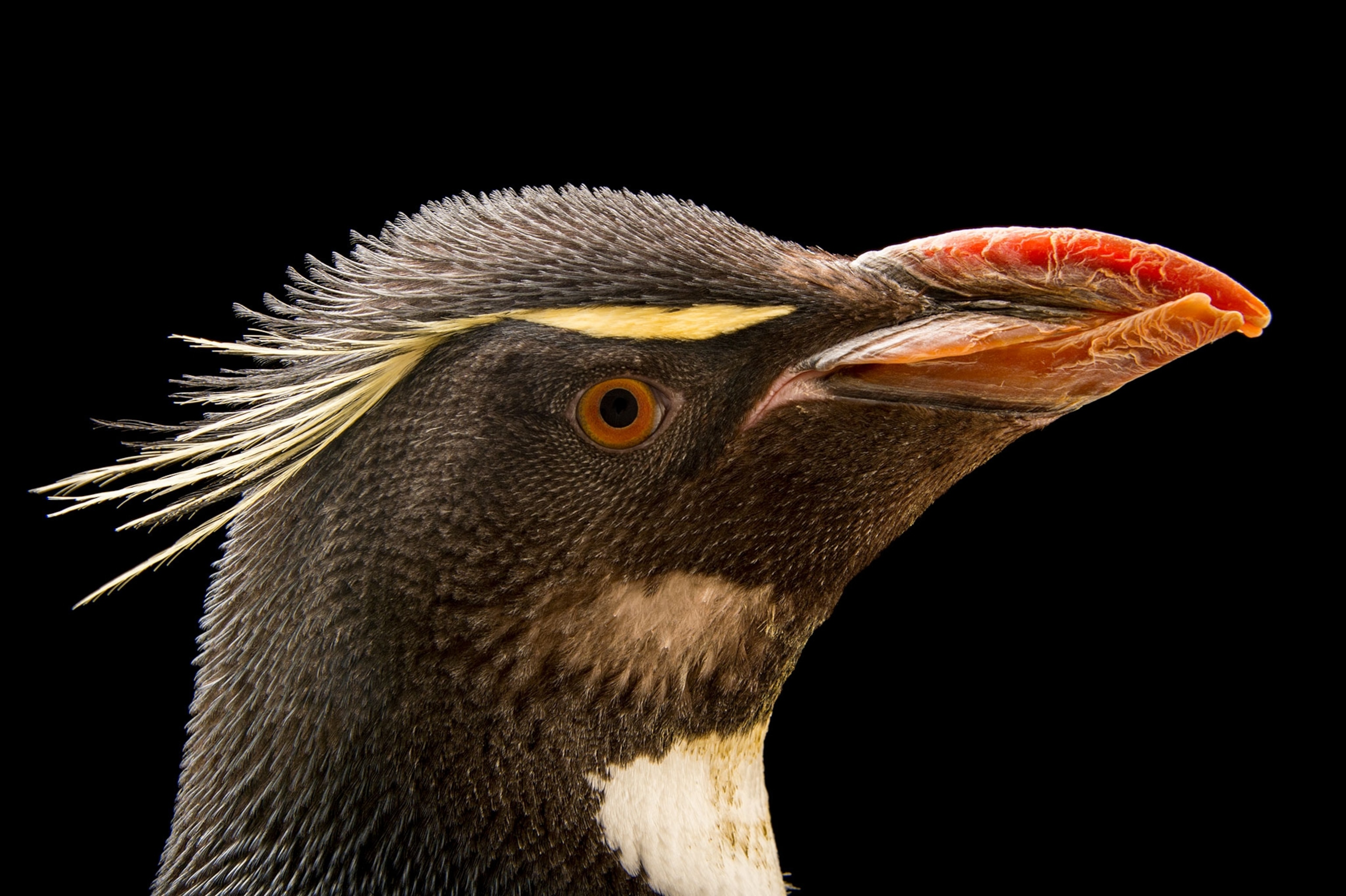 a penguin