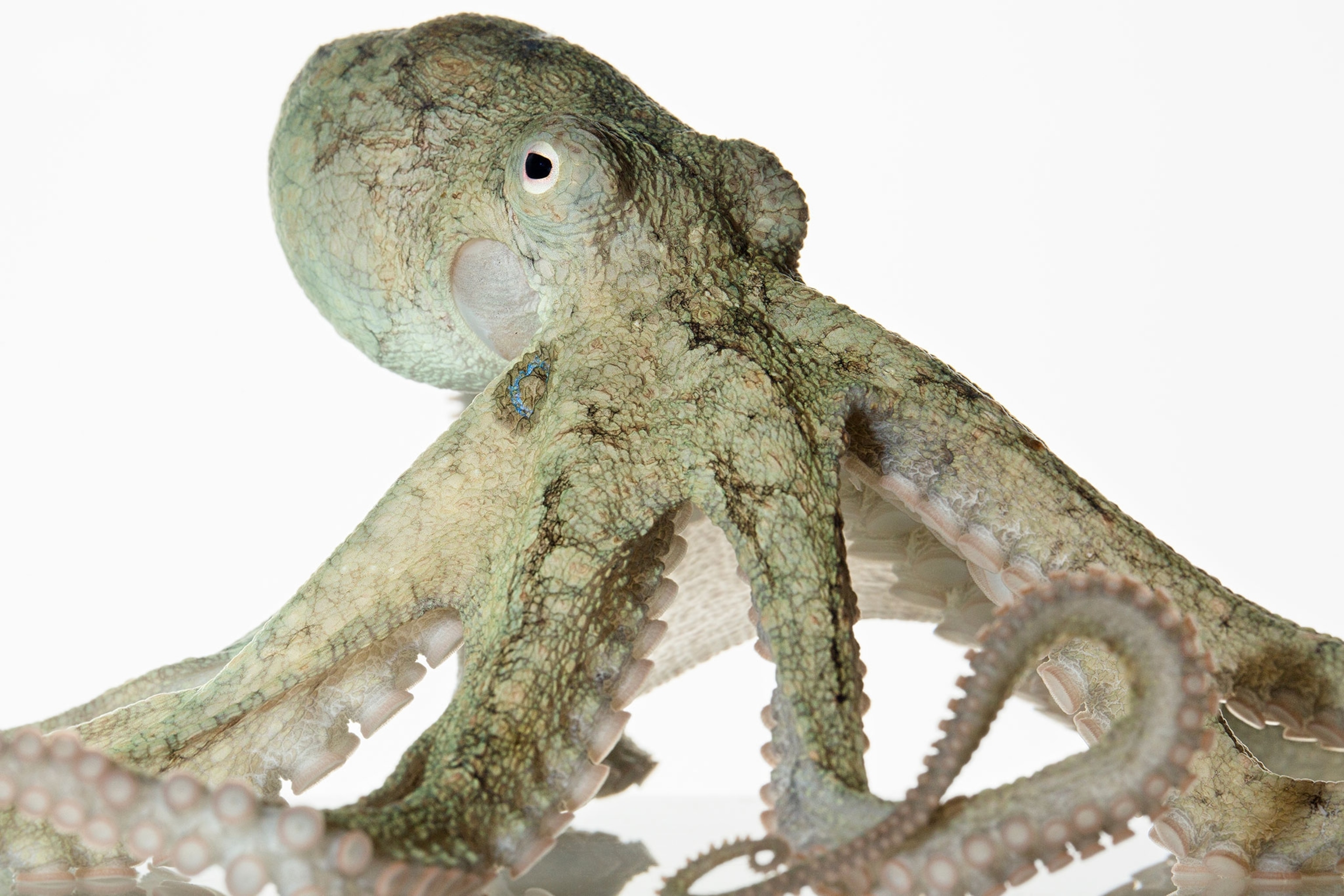 a California two-spot octopus