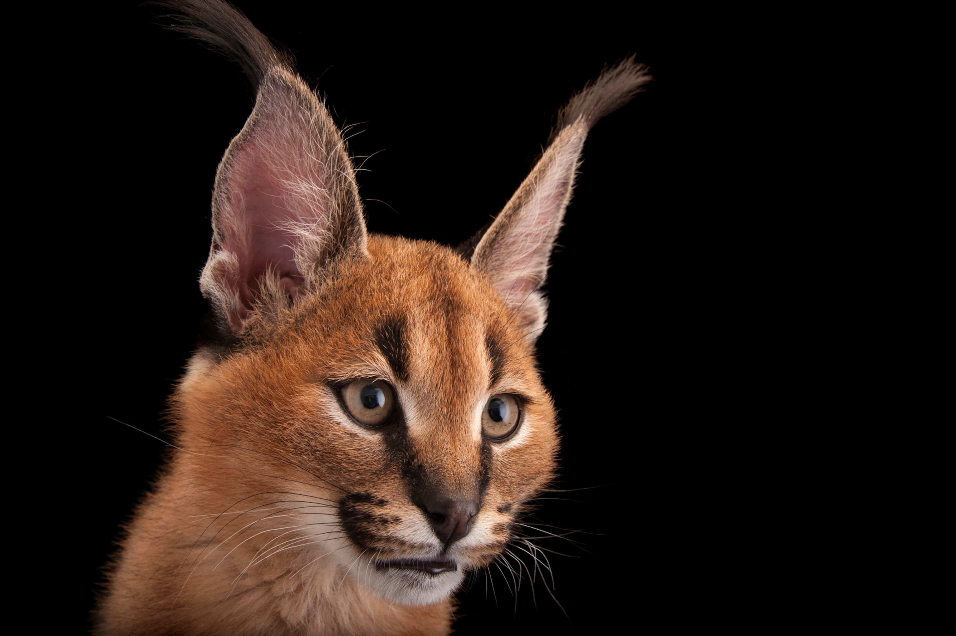 a caracal