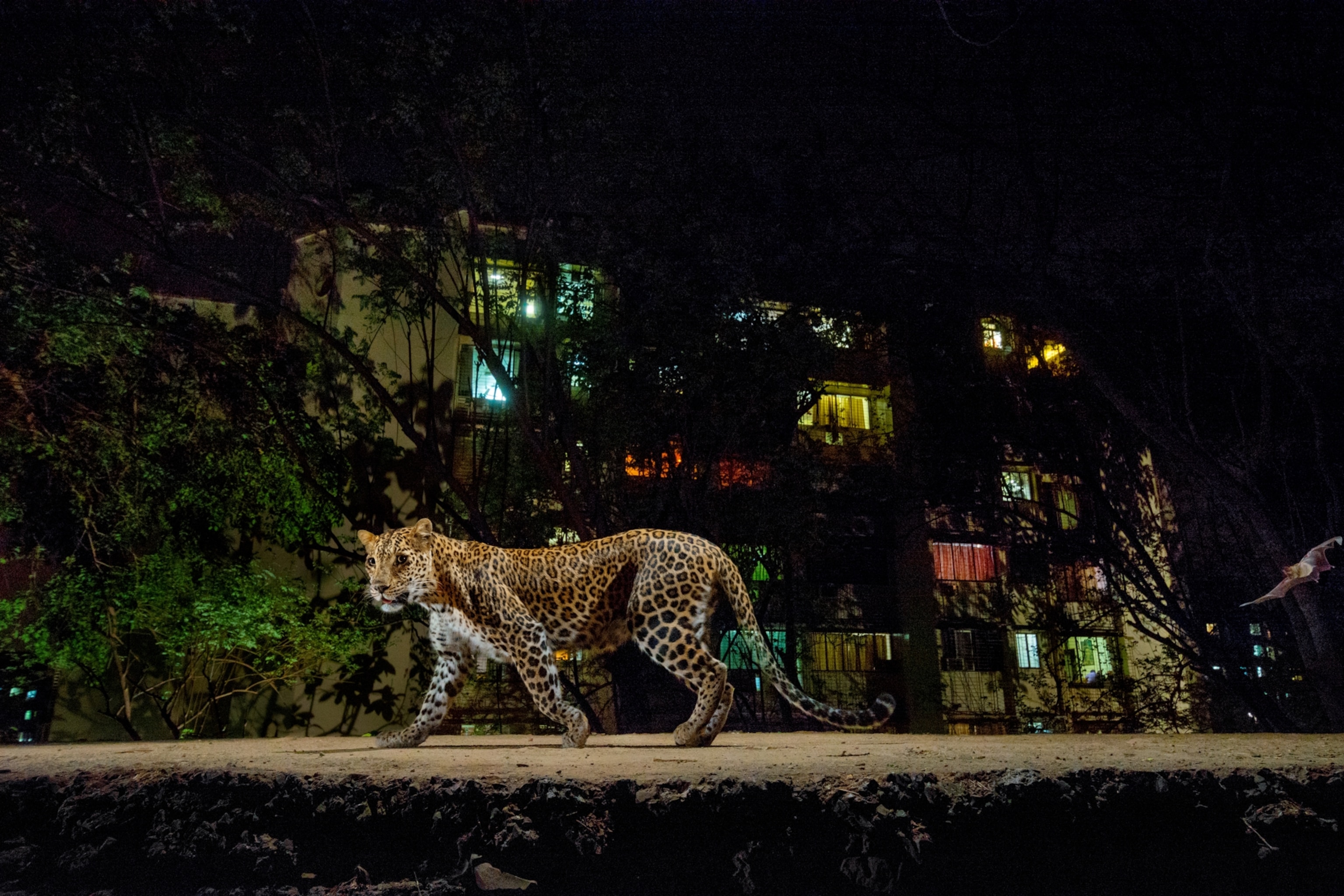 A leopard walks across an urban landscape with building lights off in the background.