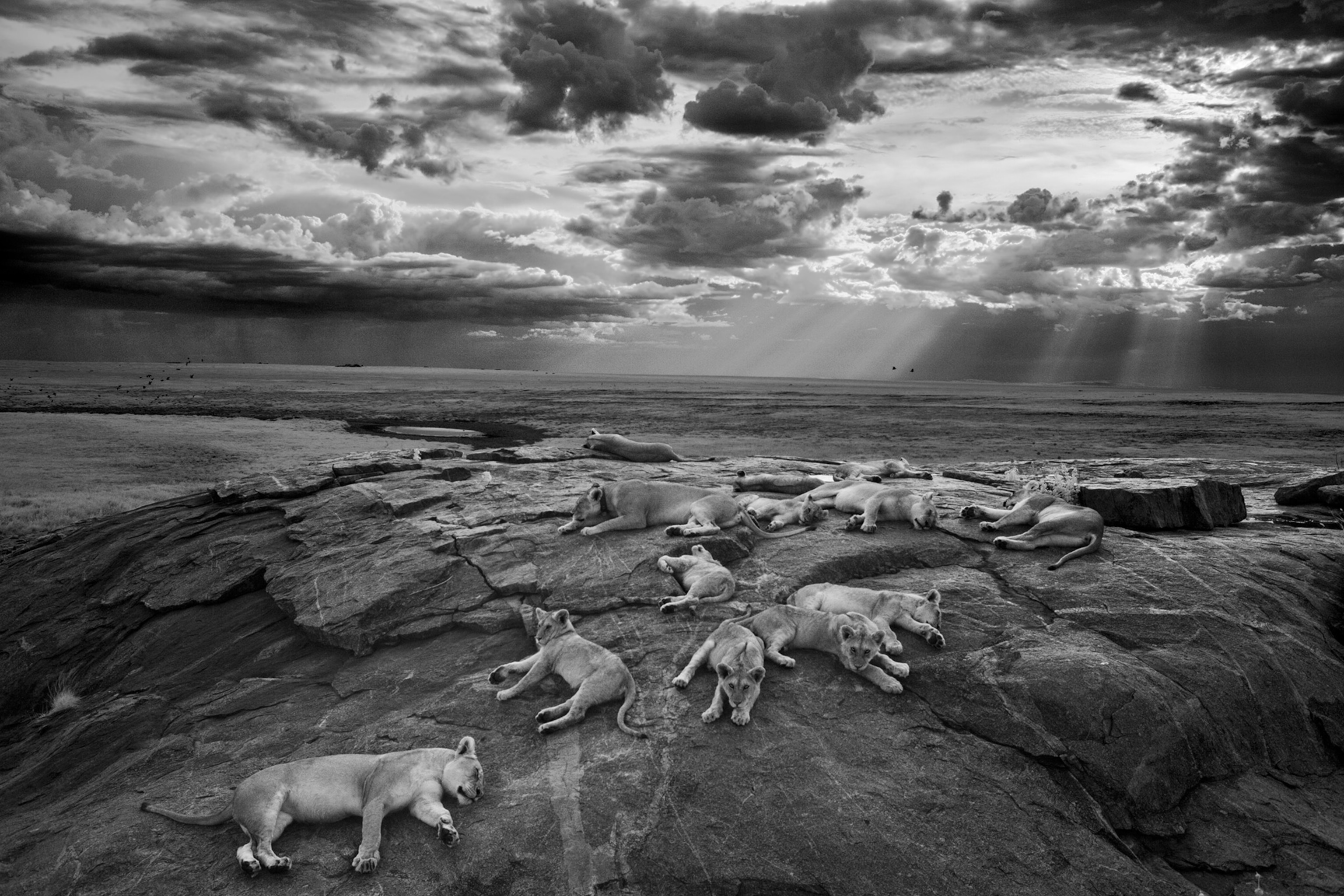 lionesses and cubs resting on a rocky outcrop