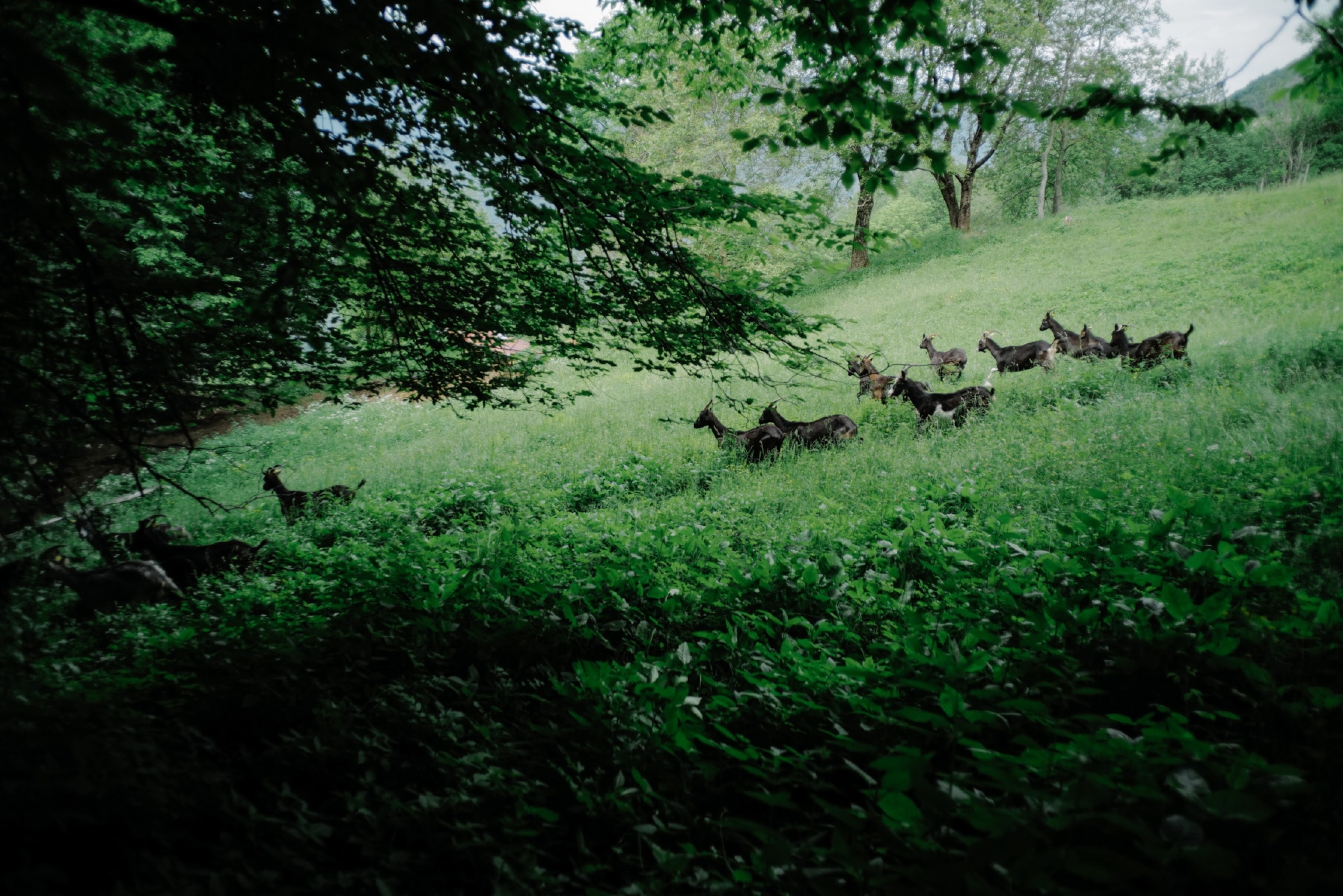 Goats running freely in a lush green area
