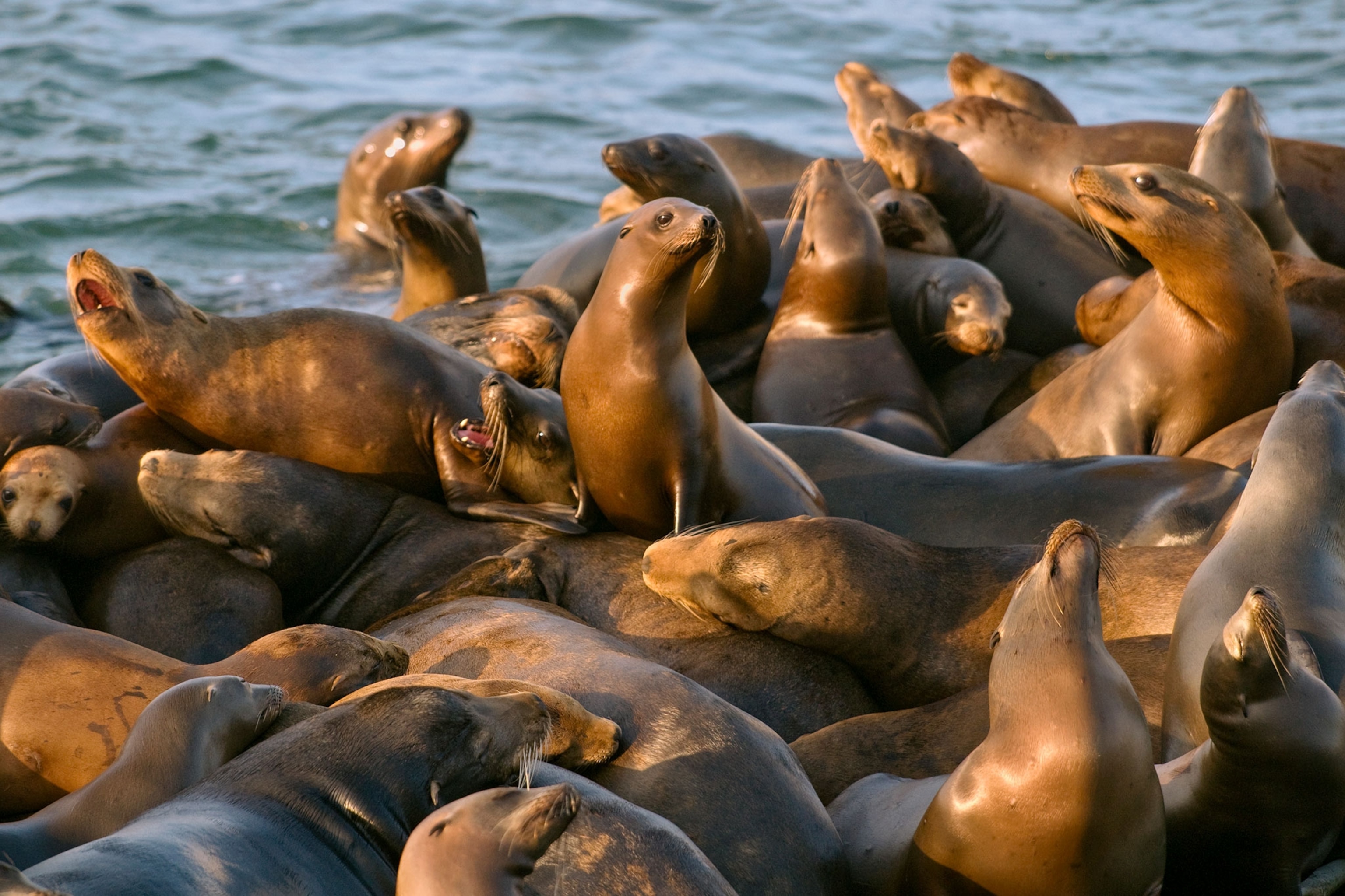 sea lions in California
