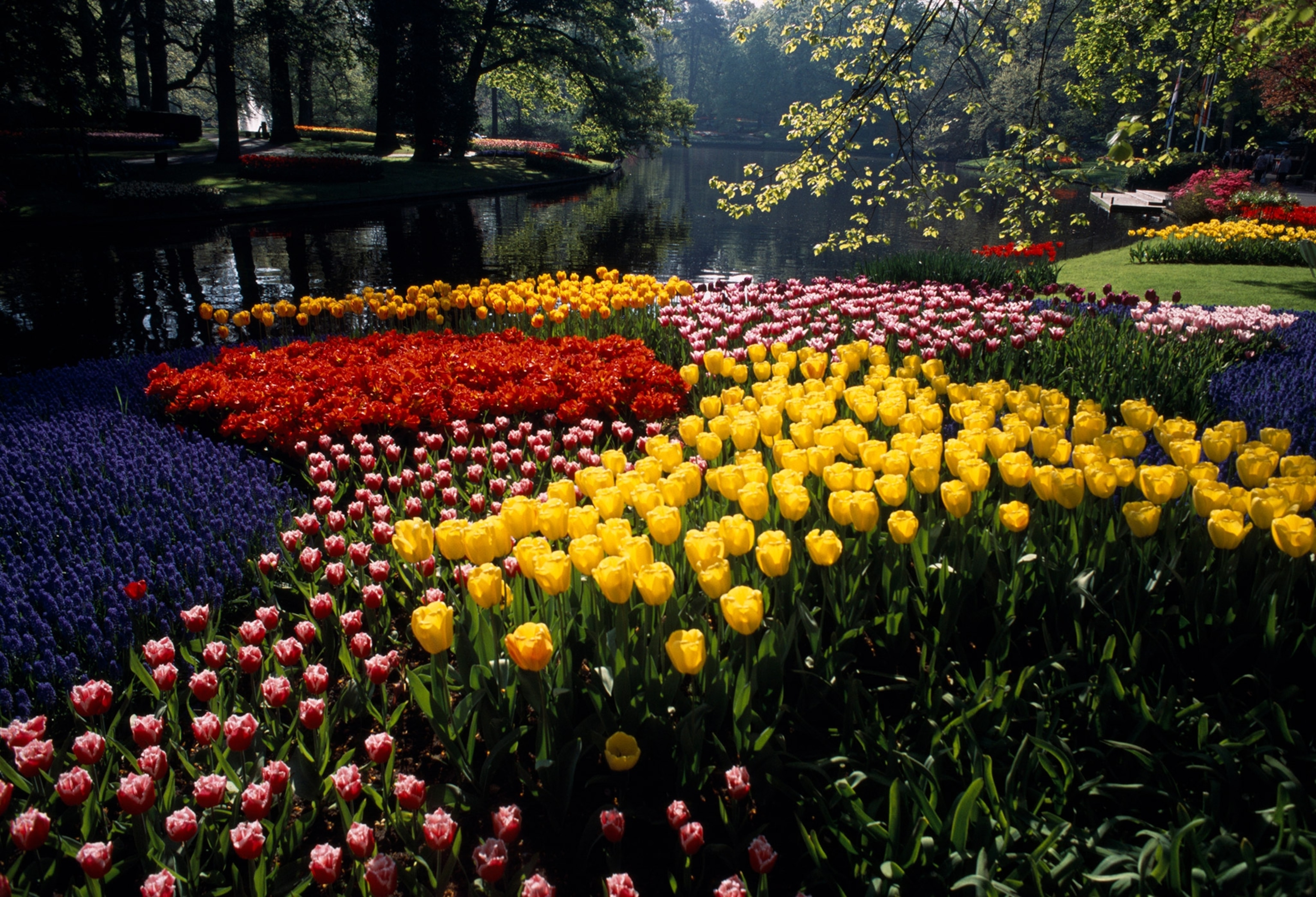 tulips in the Keukenhof Gardens in Holland
