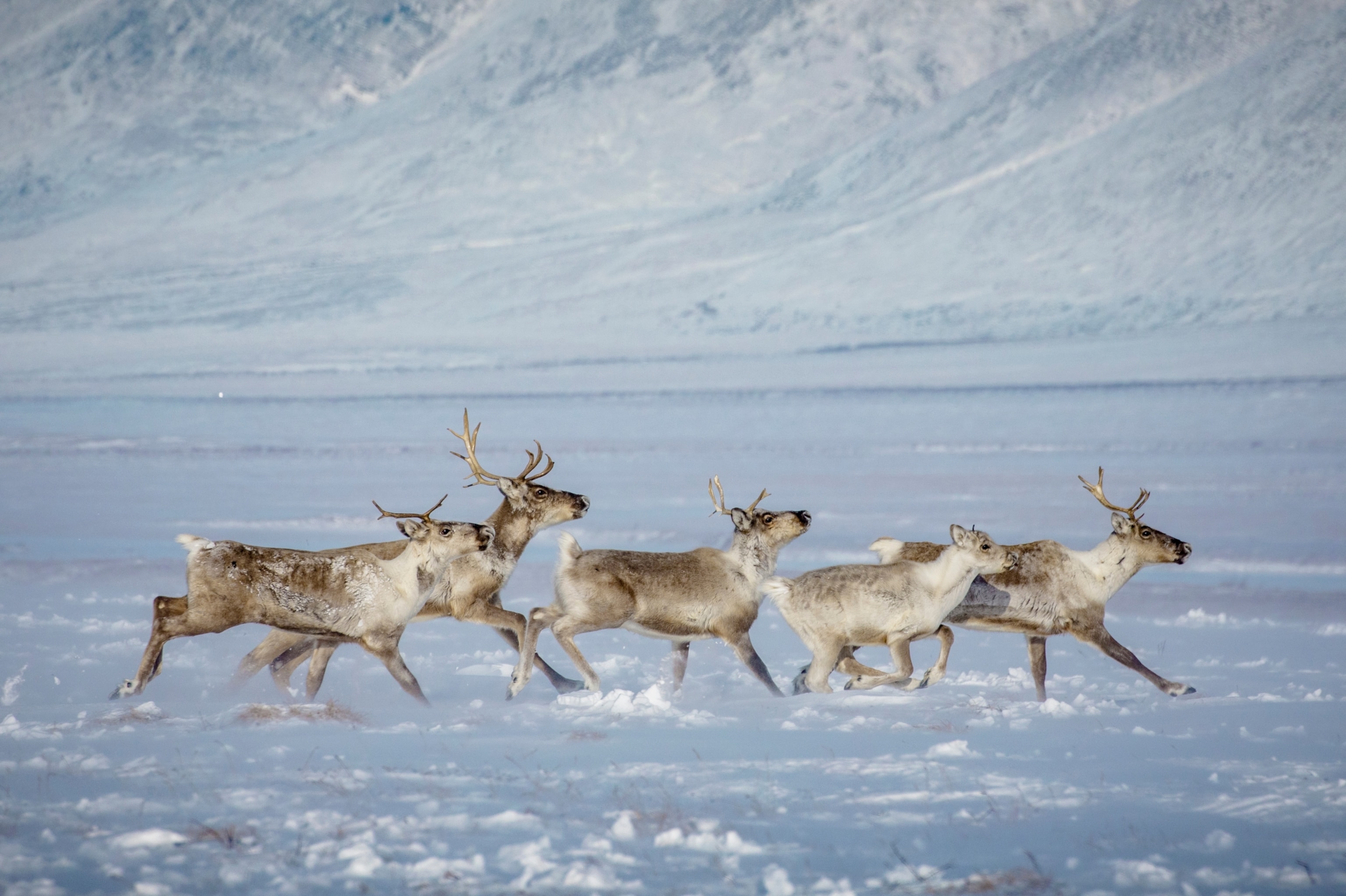 five caribou, four adults and one juvenile, run in a tight group across the snowy landscape.