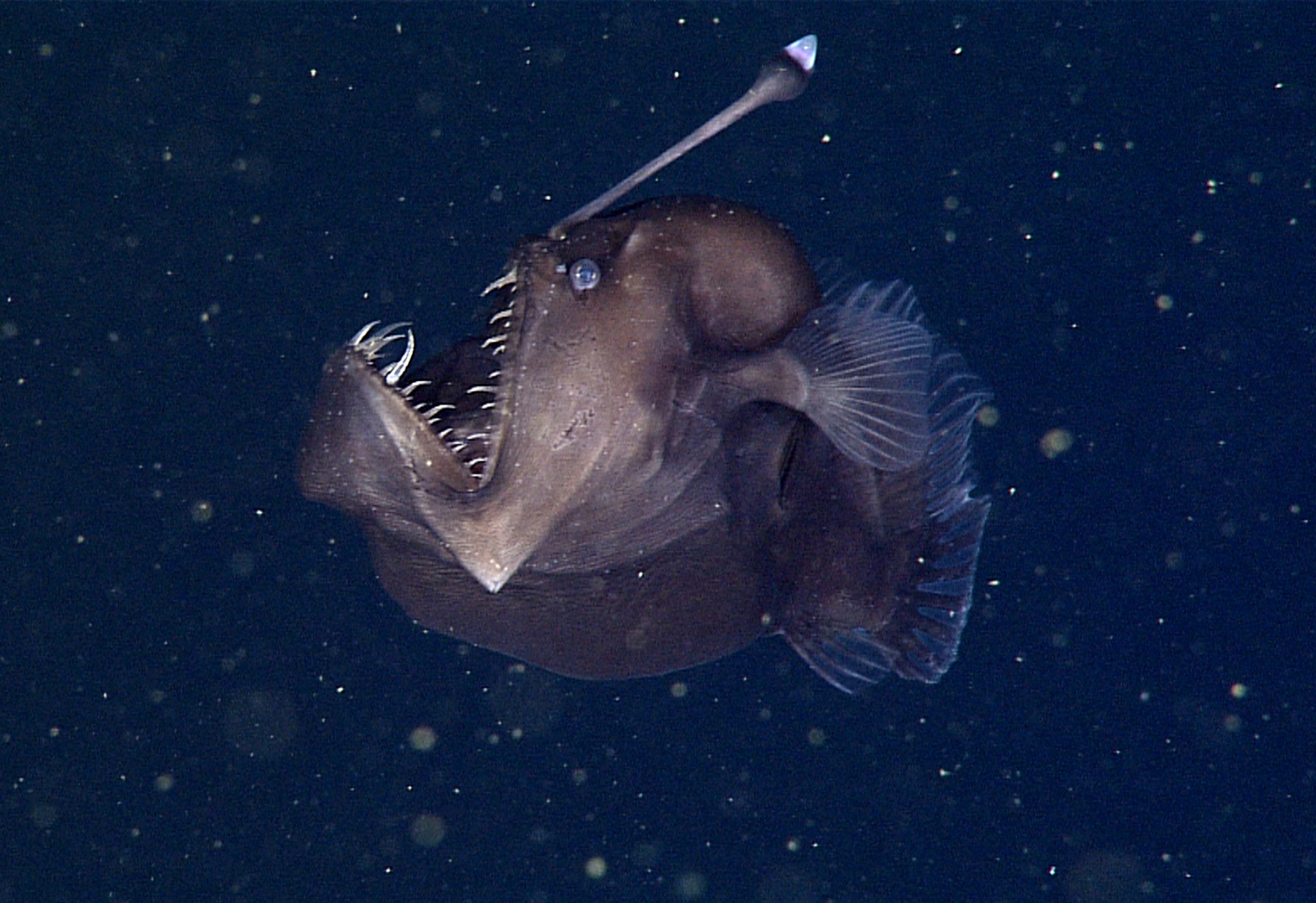A rare deep-sea anglerfish off of the coast of California about 1,900 feet below the ocean’s surface.