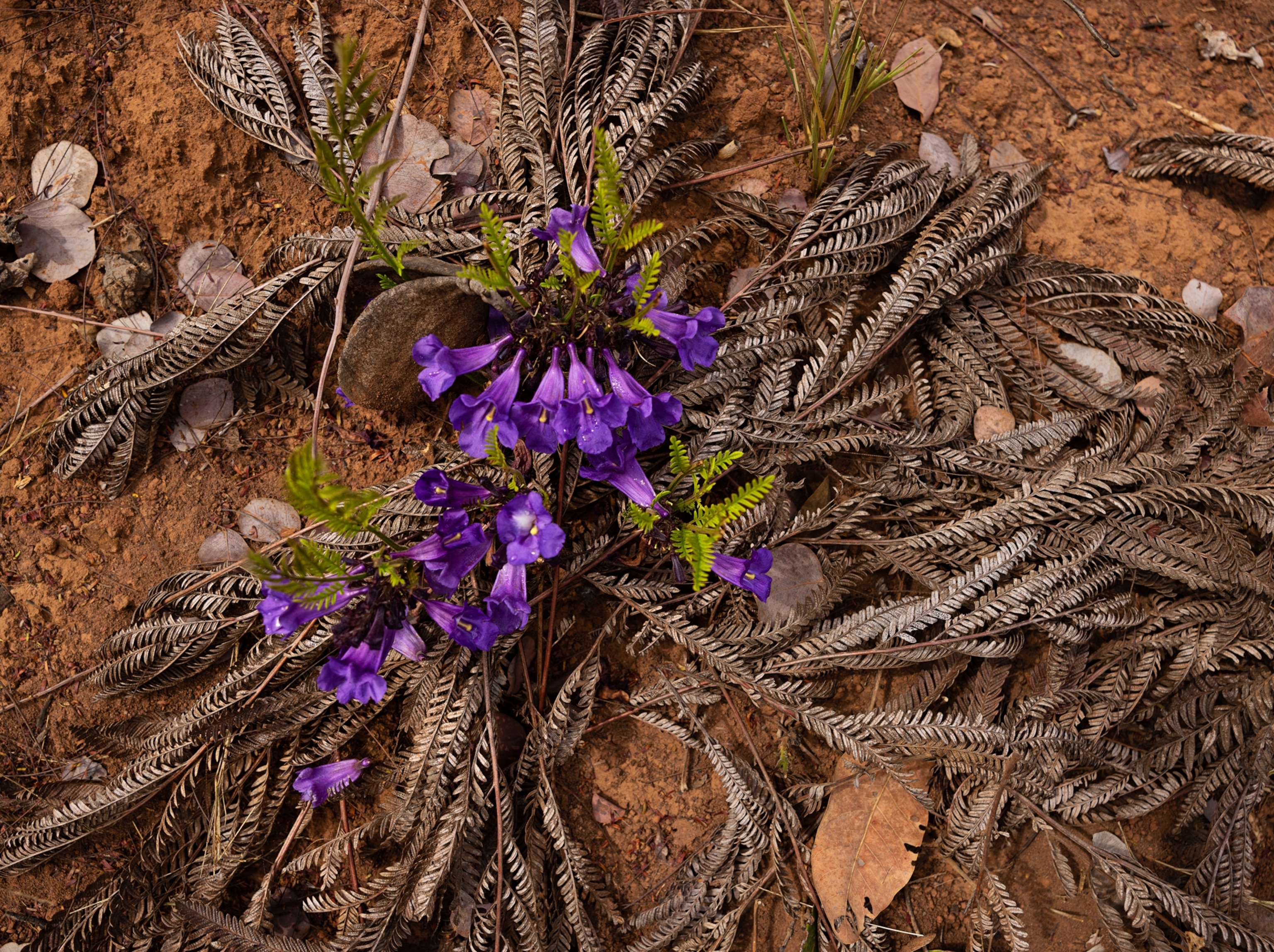 Purple ipê flowers bloom on the dry soil.