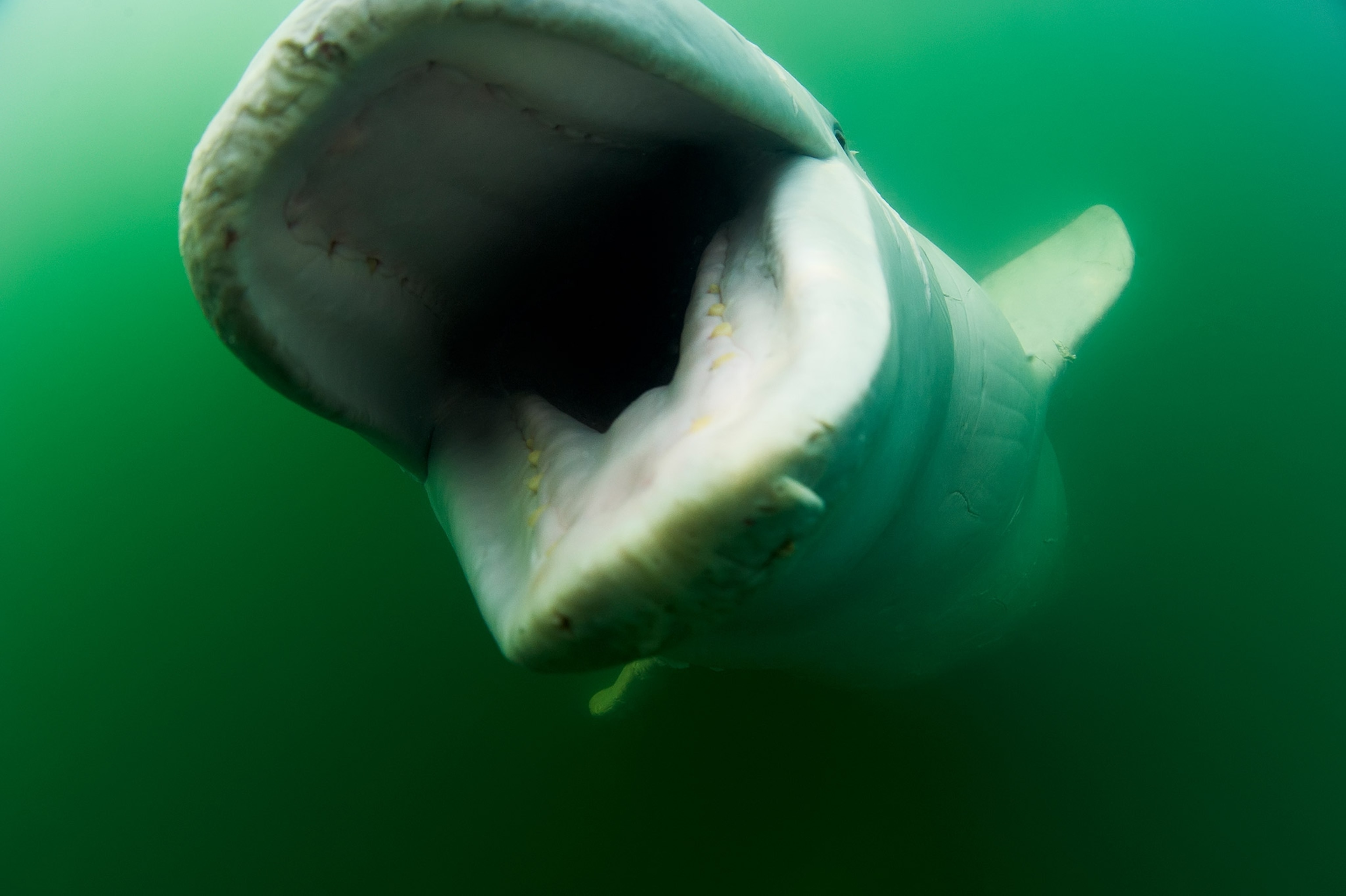 a beluga whale
