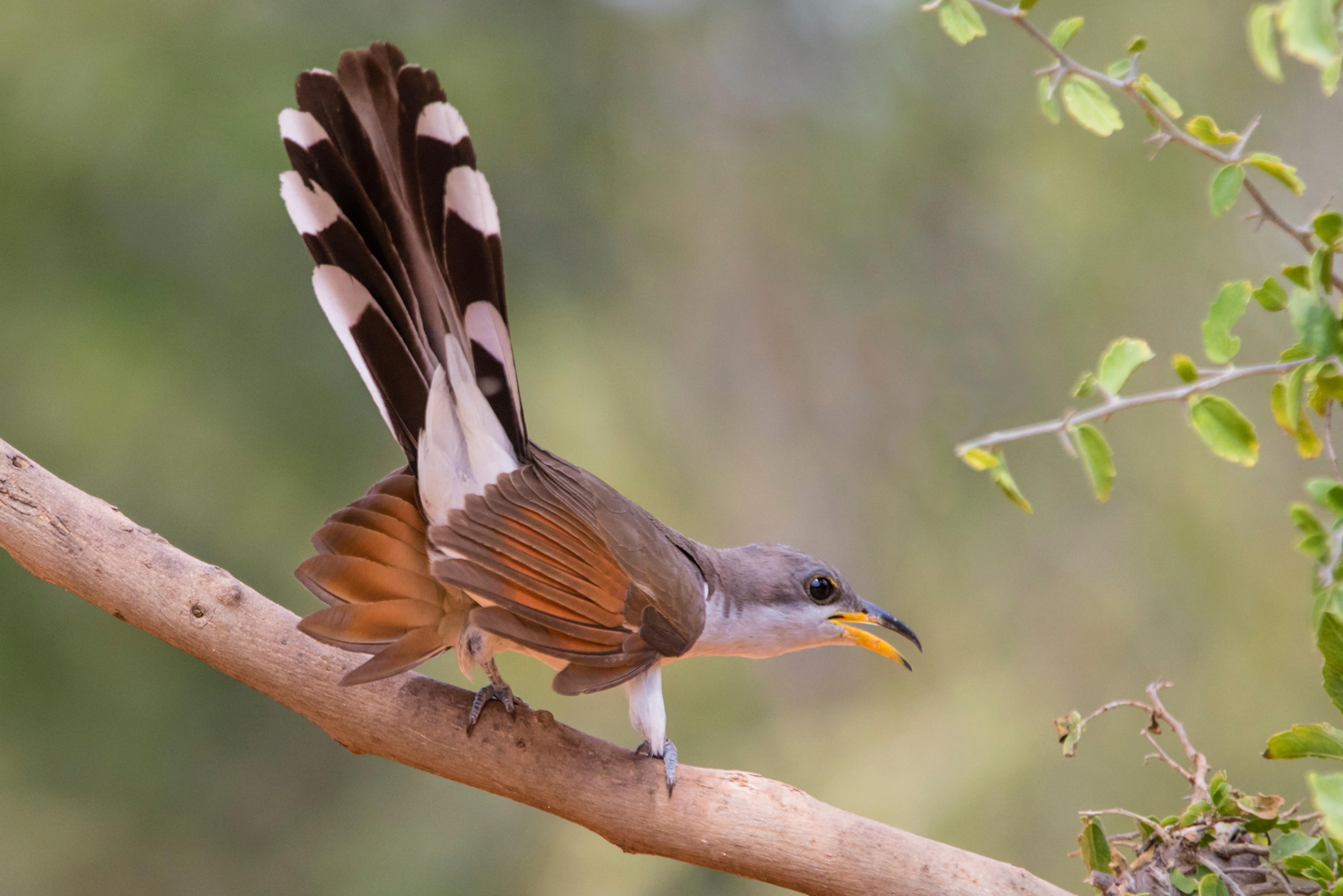 A birds tale faces the camera as it turns looks around tail feathers upward.
