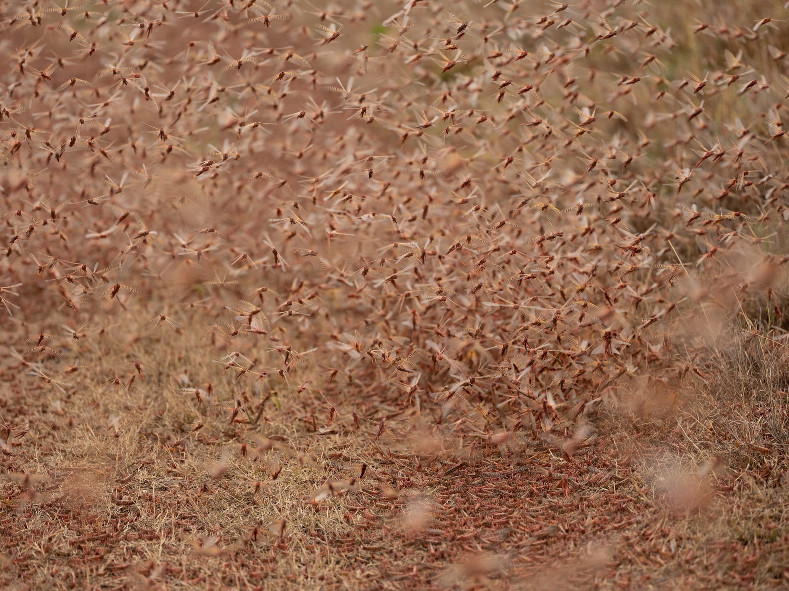Picture of locusts swarming on the ground