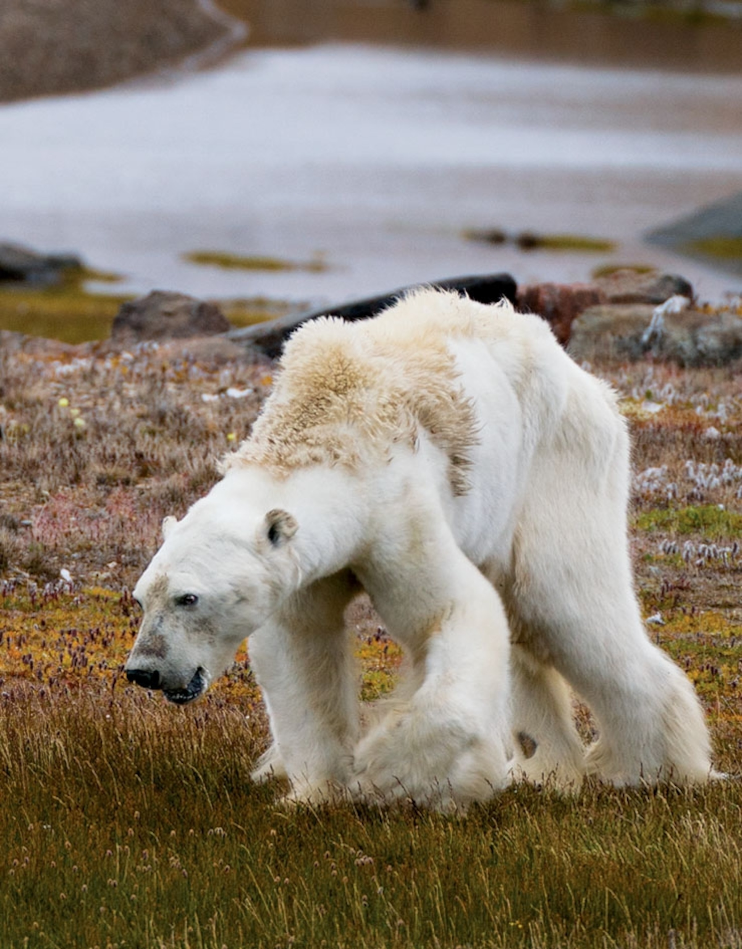 an underweight polar bear