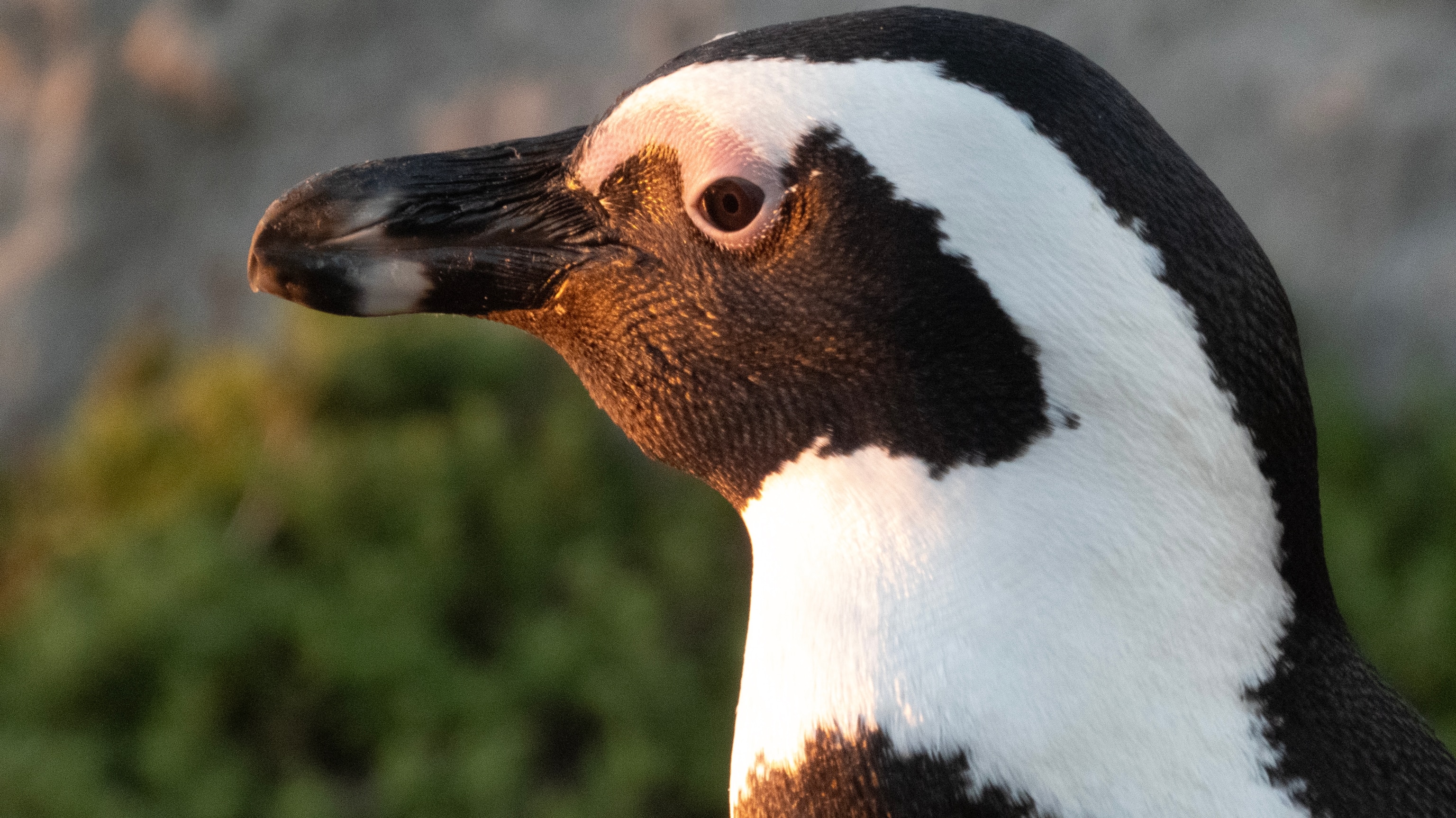 One adult African Penguin (Spheniscus demersus), Stony point, Betty's bay, South Africa.