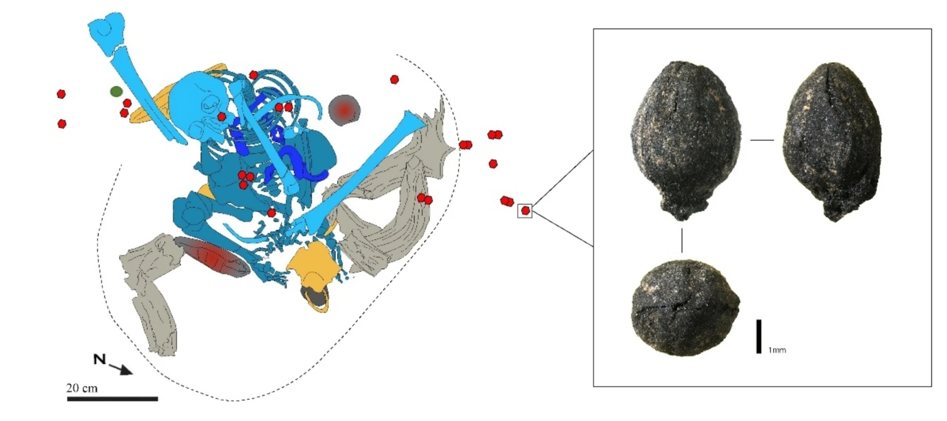 A drawing depicting a pile of human bones. Several red dots are scattered across the remains, corresponding to where Ephedra cone bracts were found amongst the remains.