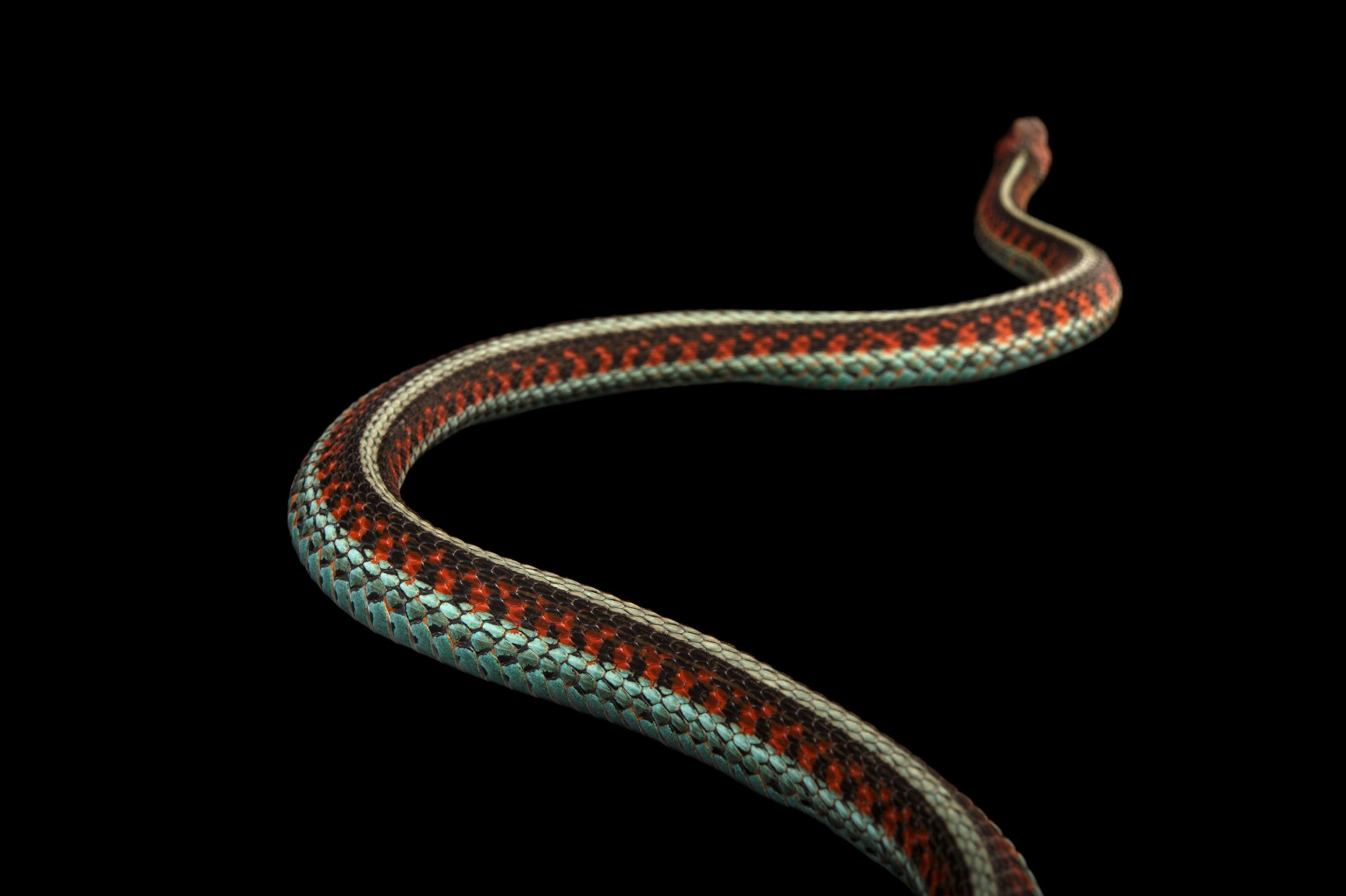 snake