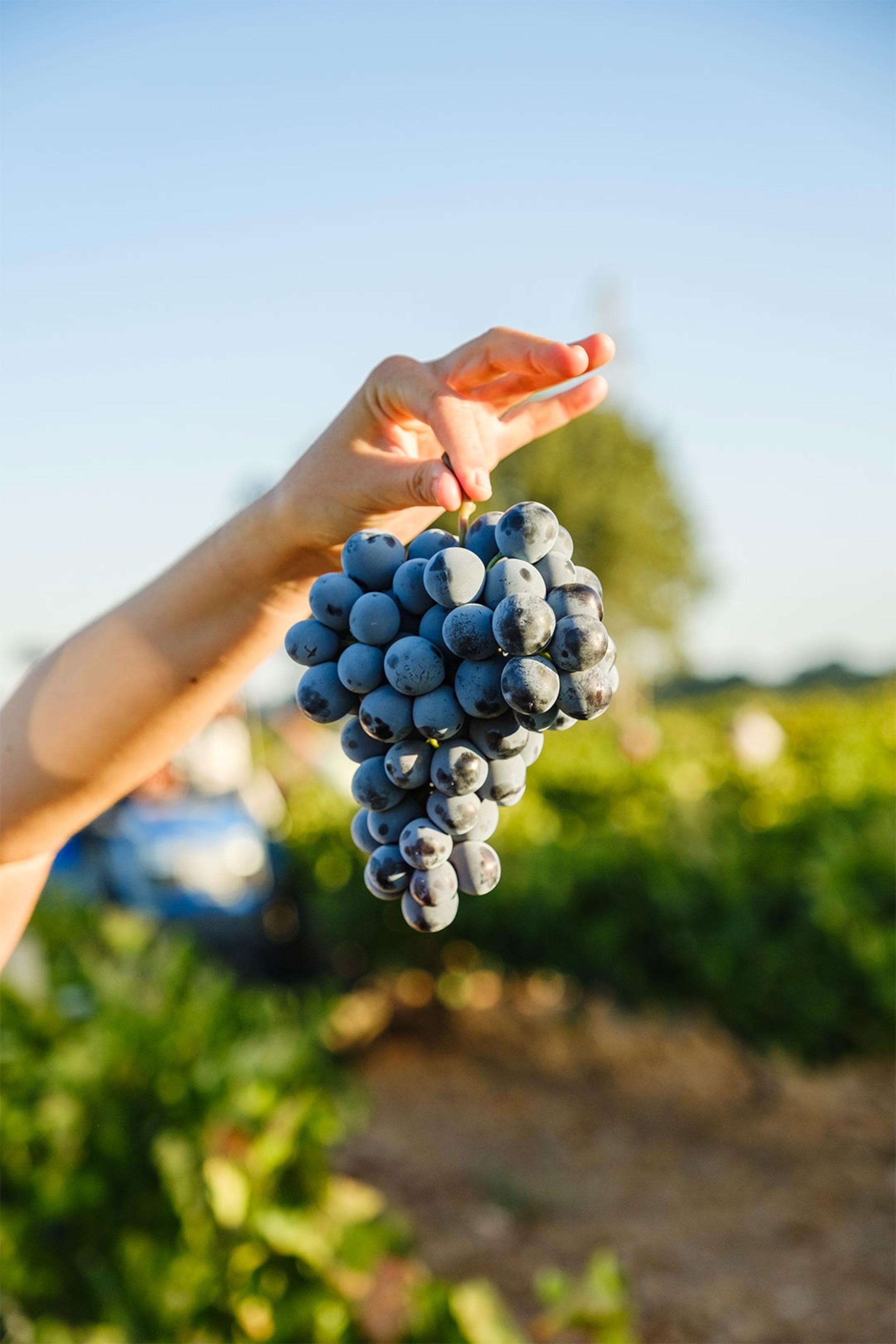 A bunch of grapes from Turkey
