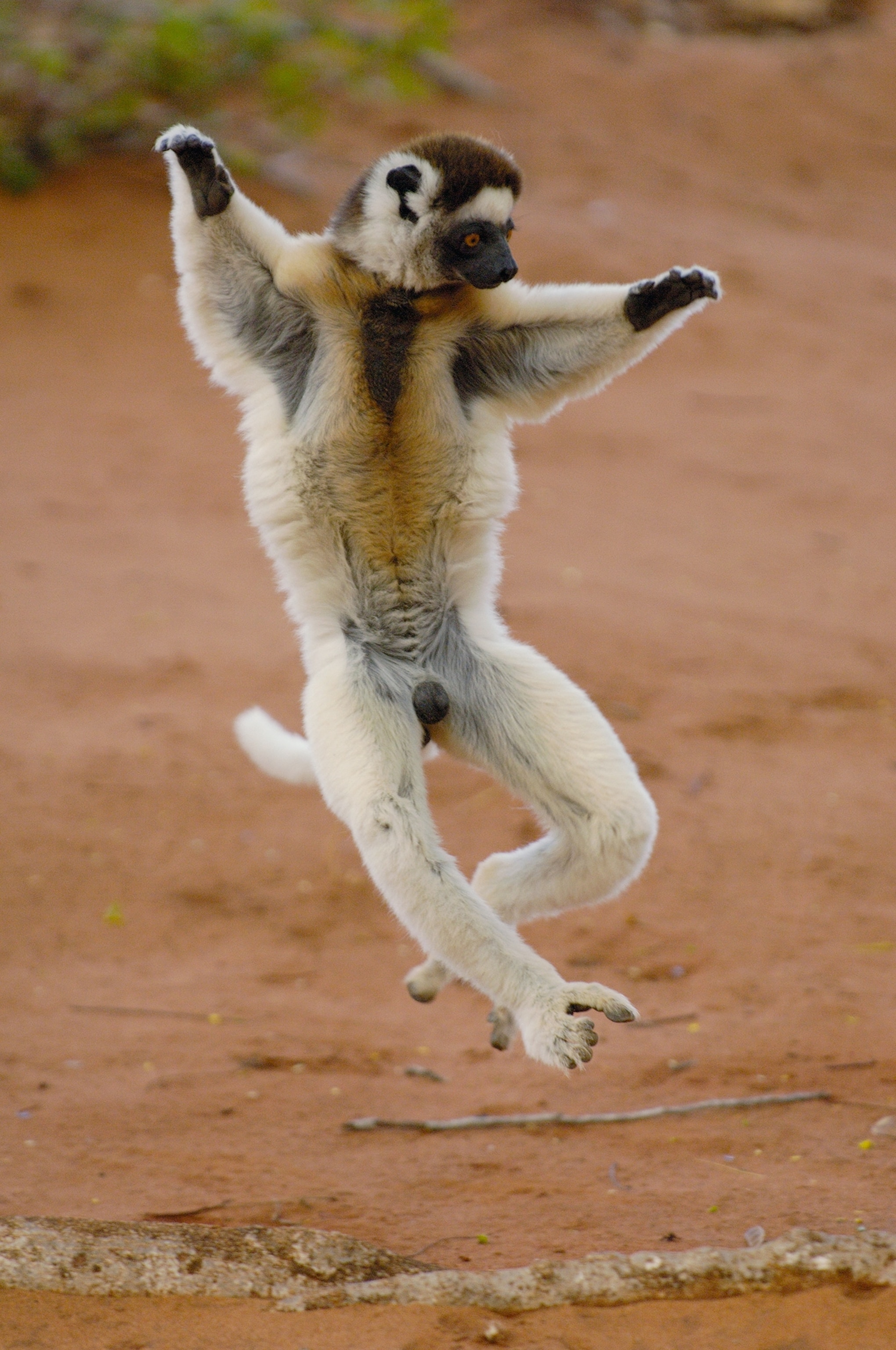 Verreaux's Sifaka