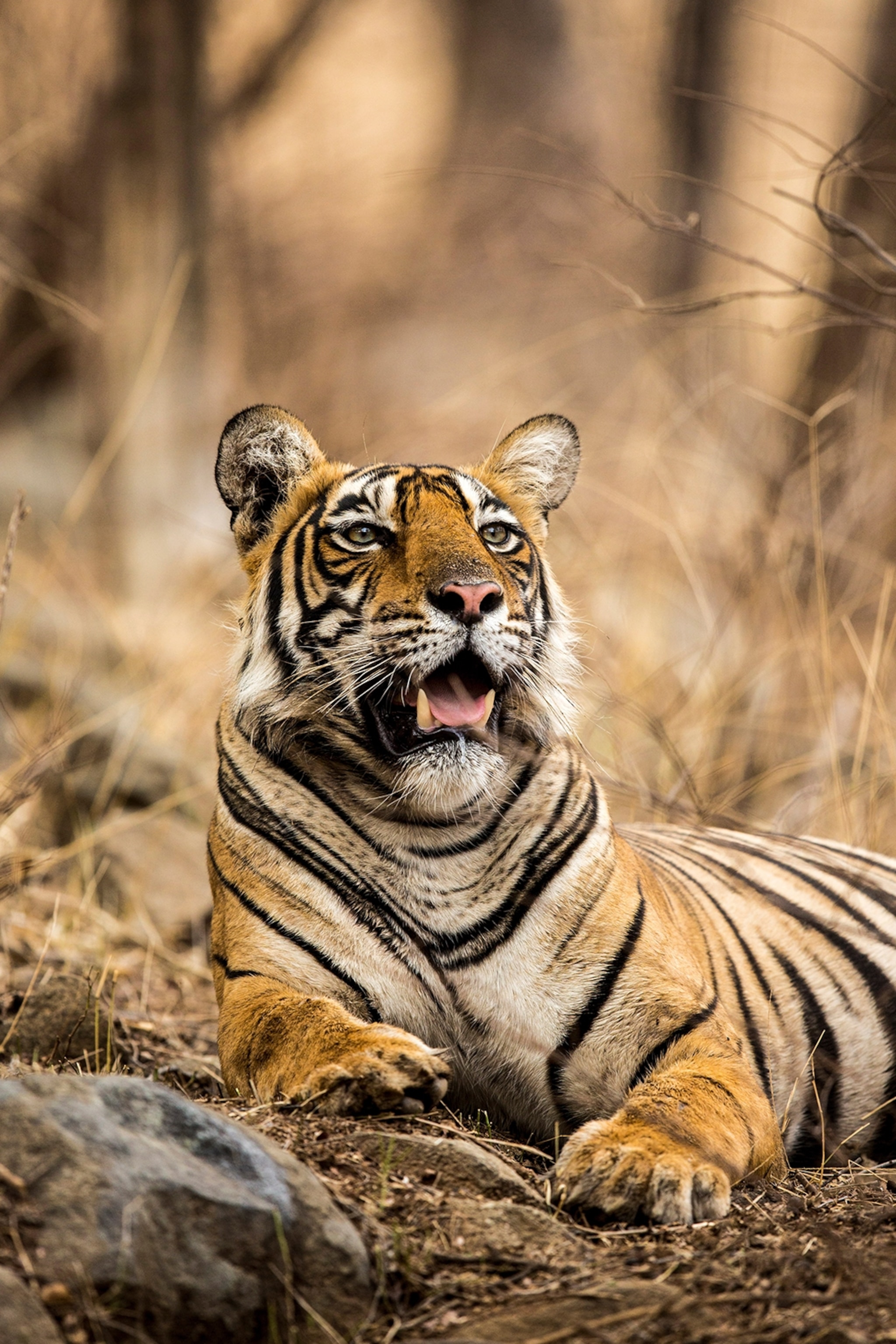 A tiger lounging in sand and dried vegetation.