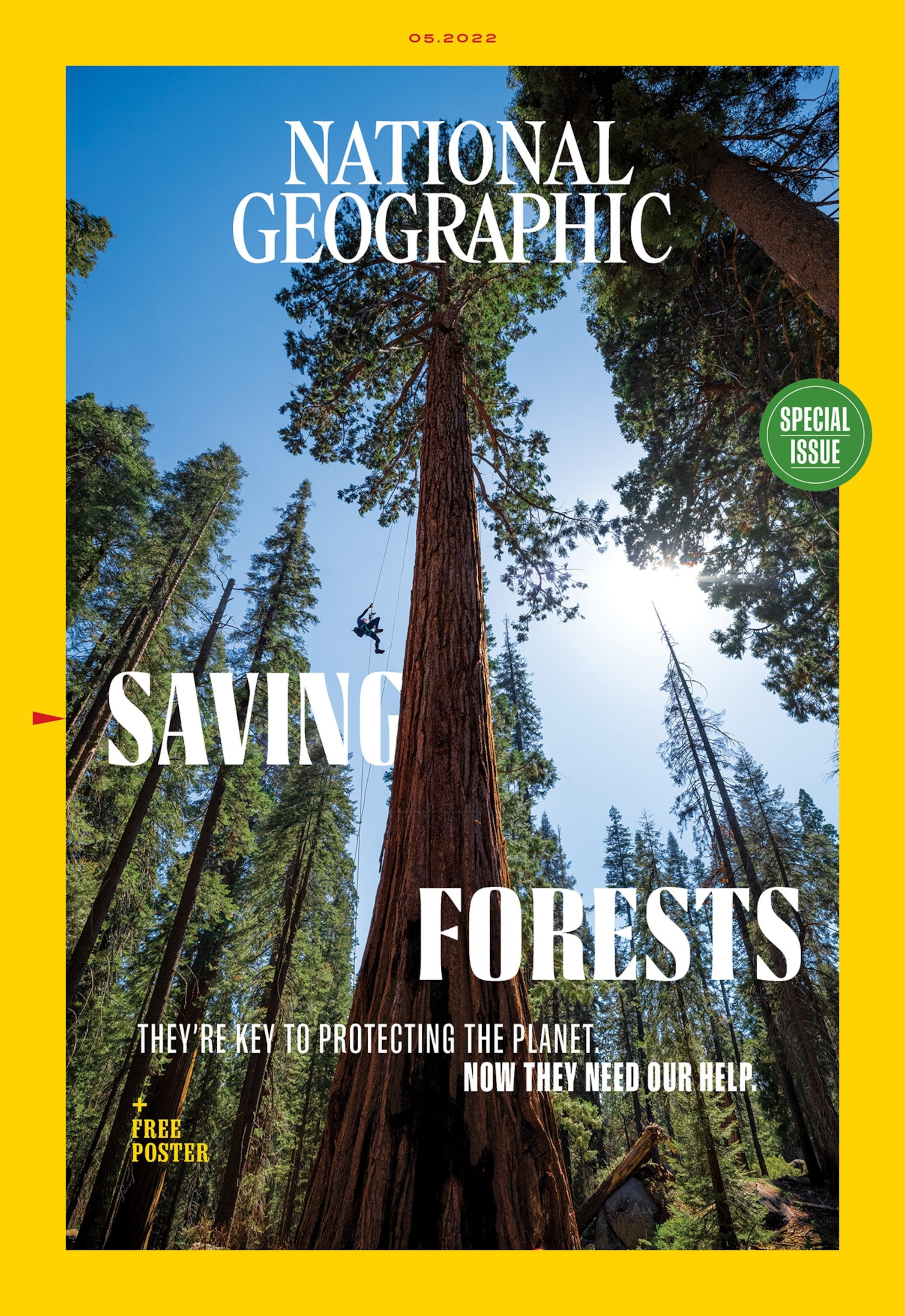 Picture of a person climbing a very tall tree with a rope in a forest of other very tall trees surrounded by a yellow border