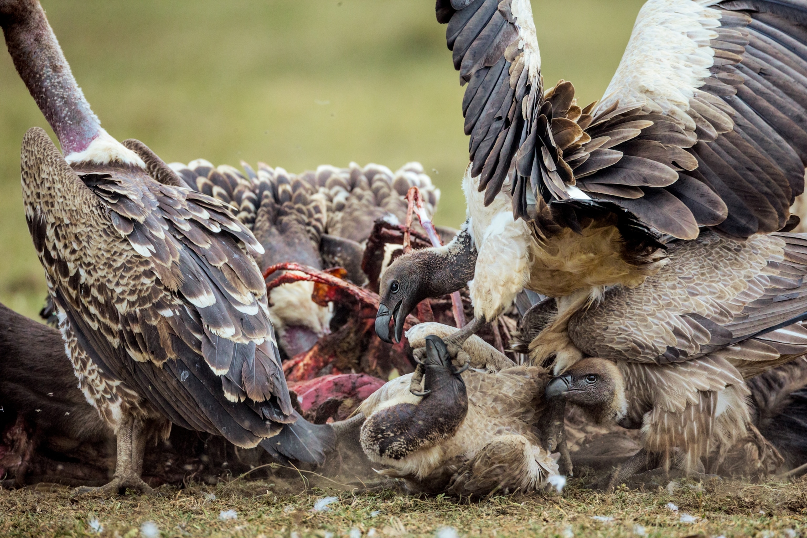 aggressive vultures near a caracass
