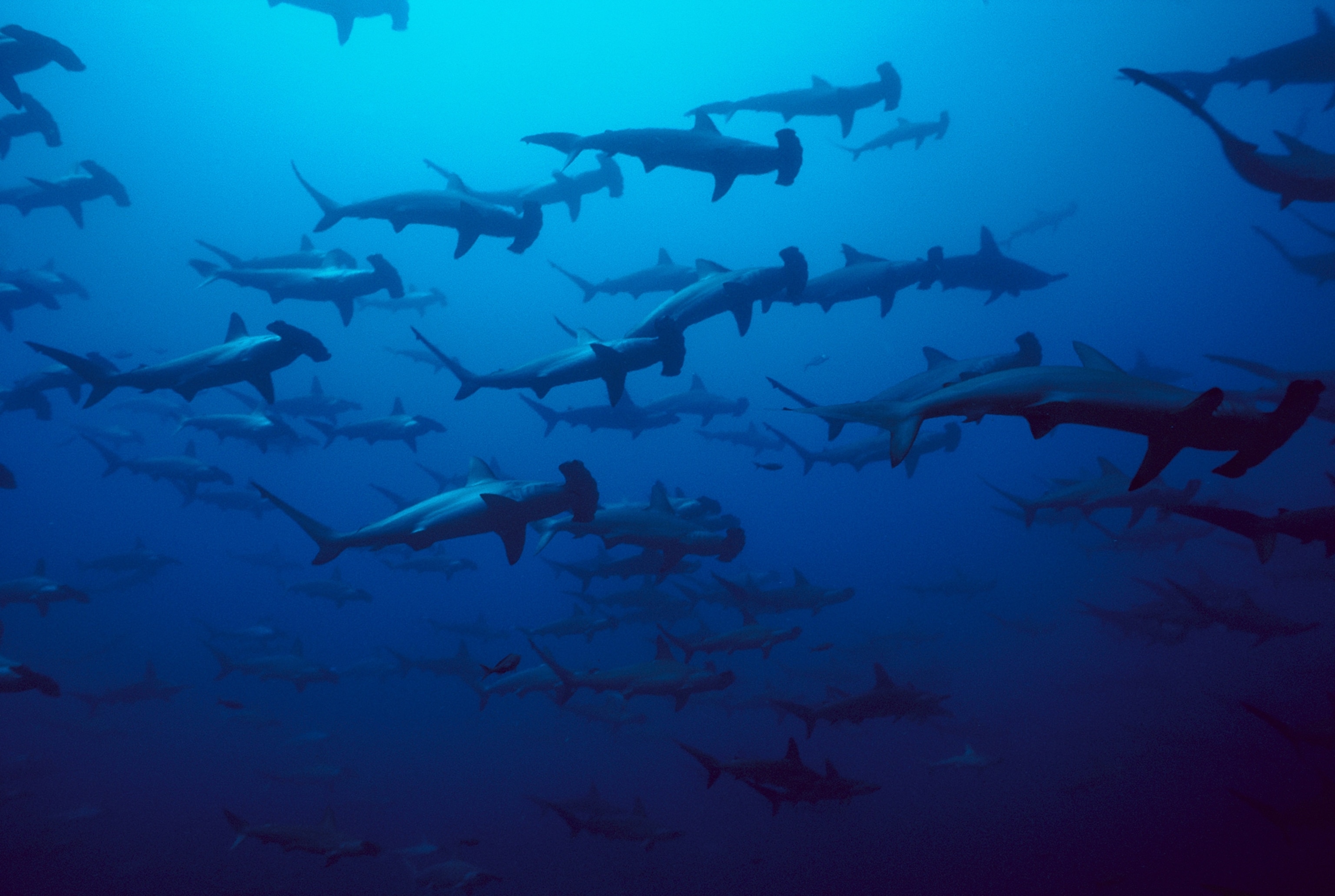 Picture of a school of scalloped hammerhead sharks swimming.